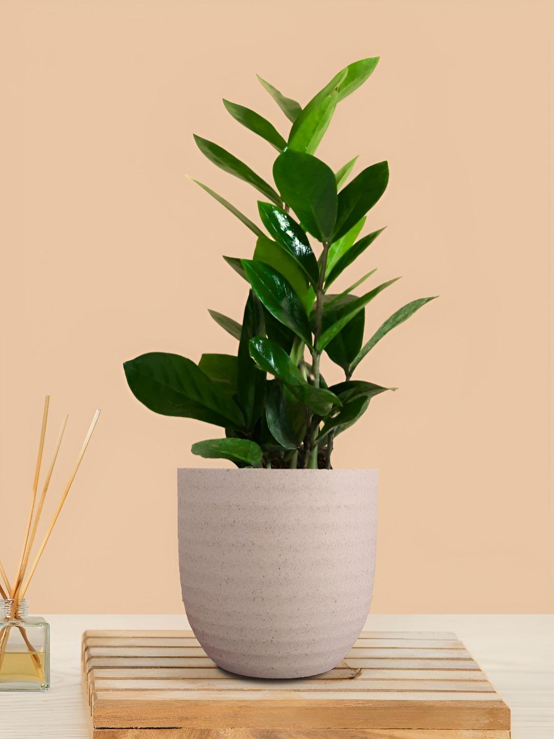 Buy Greenkin ZZ Plant With Eco Pot Indoor Zamia Plant With Pot