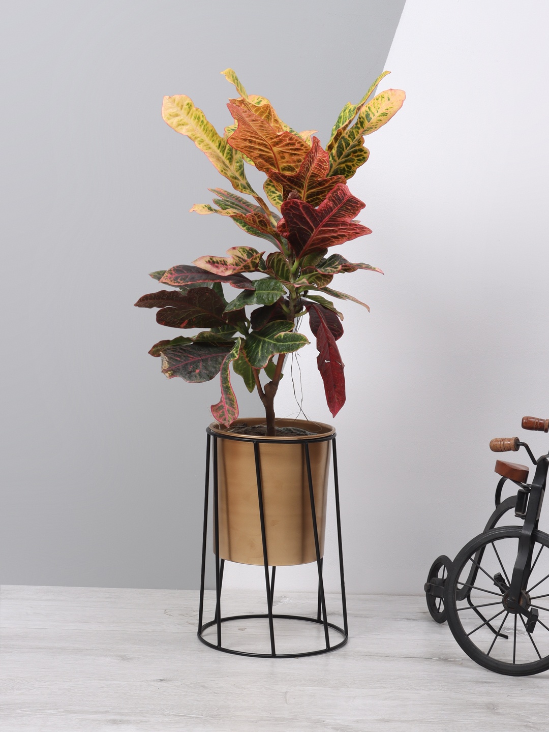 

Aapno Rajasthan Copper-Toned & Black Cylindrical Metal Planter With Stand