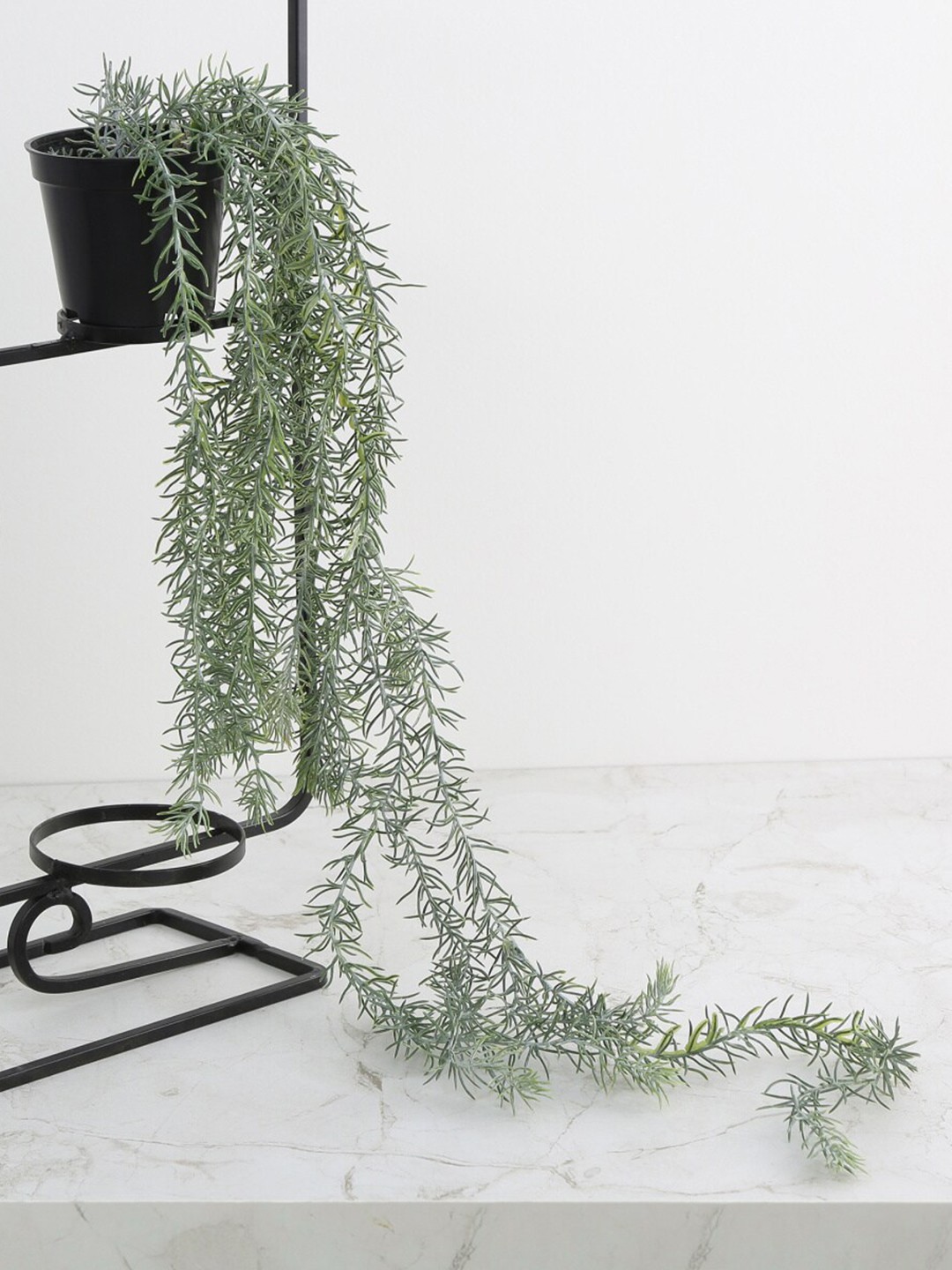 

Home Centre Green & Black Gardenia Hanging Fern in Pot