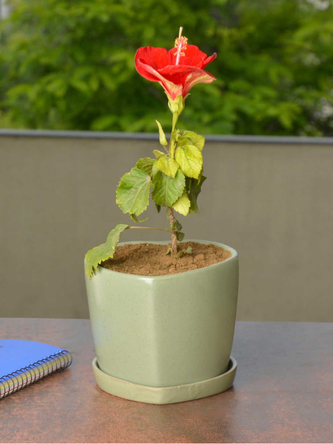 

StyleMyWay Green Solid Heart Shaped Ceramic Planter Pot With Tray