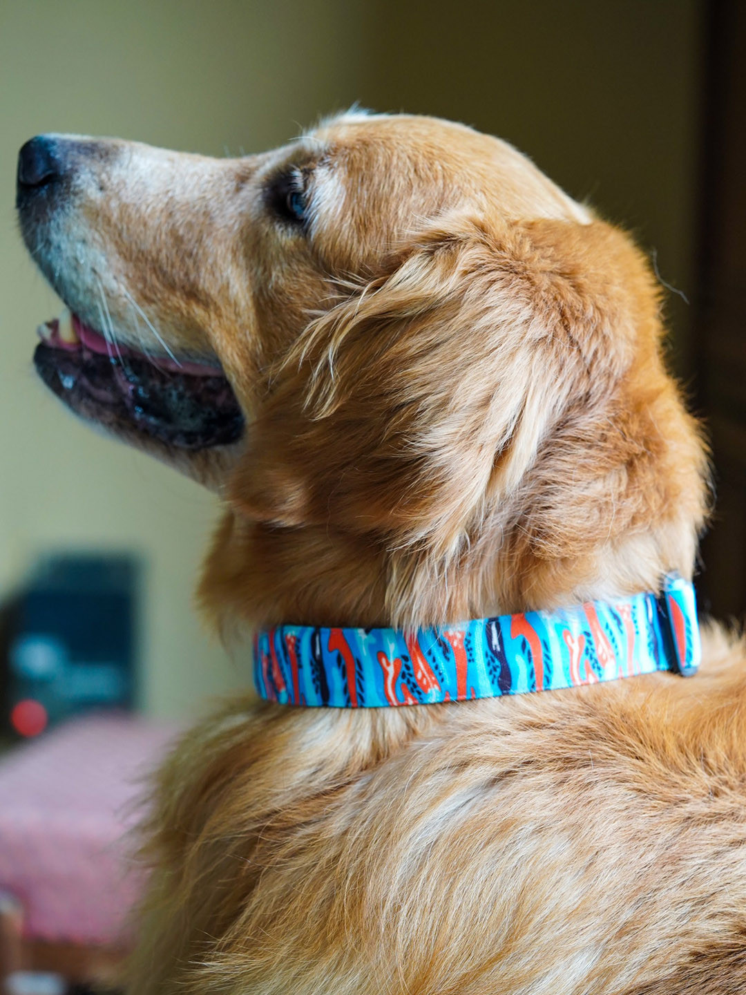 

LANA PAWS Blue & Orange Printed Dog Collar