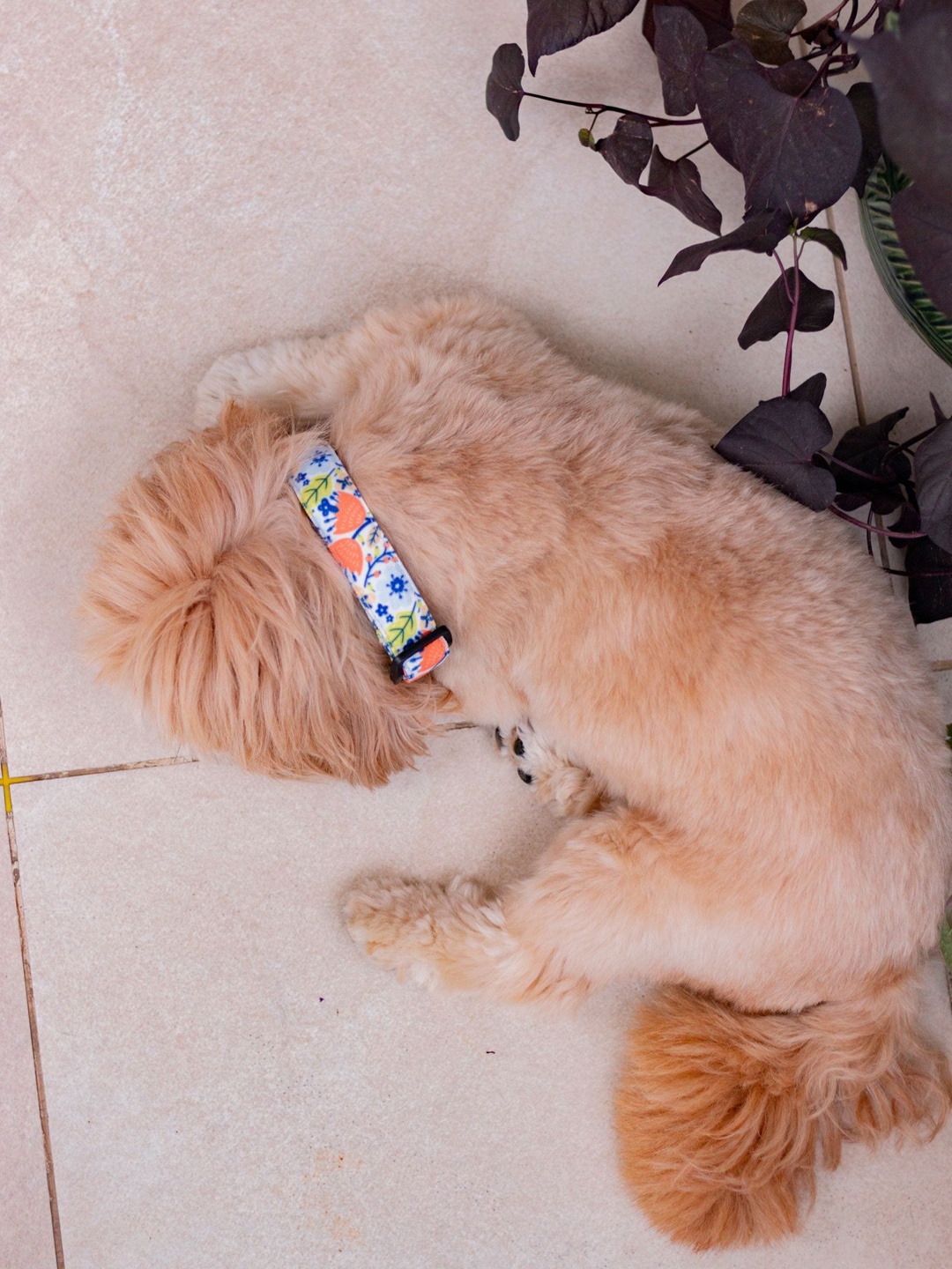 

LANA PAWS White & Blue Printed Nylon Dog Collar