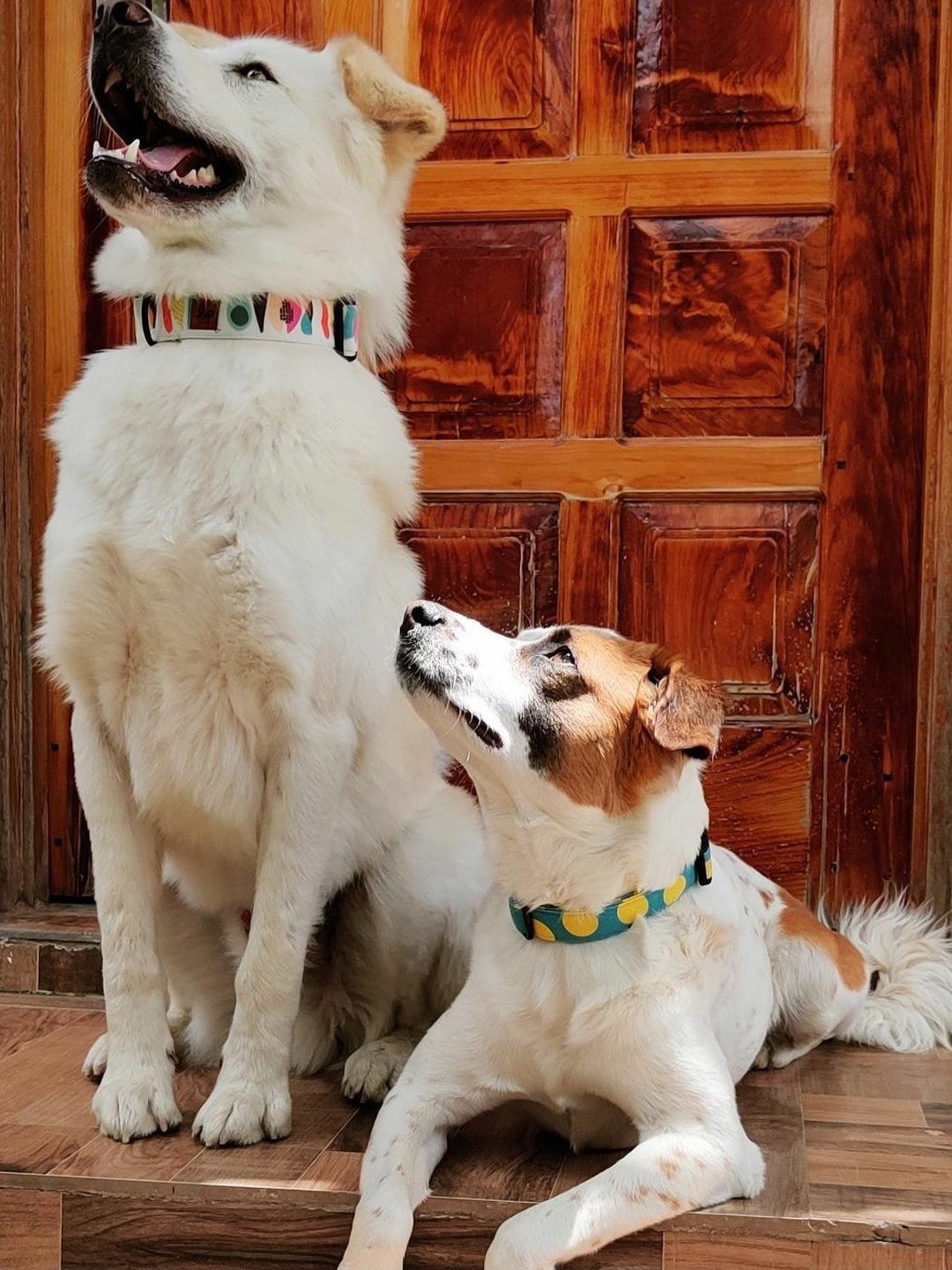 

LANA PAWS White & Orange Printed Dog Collar
