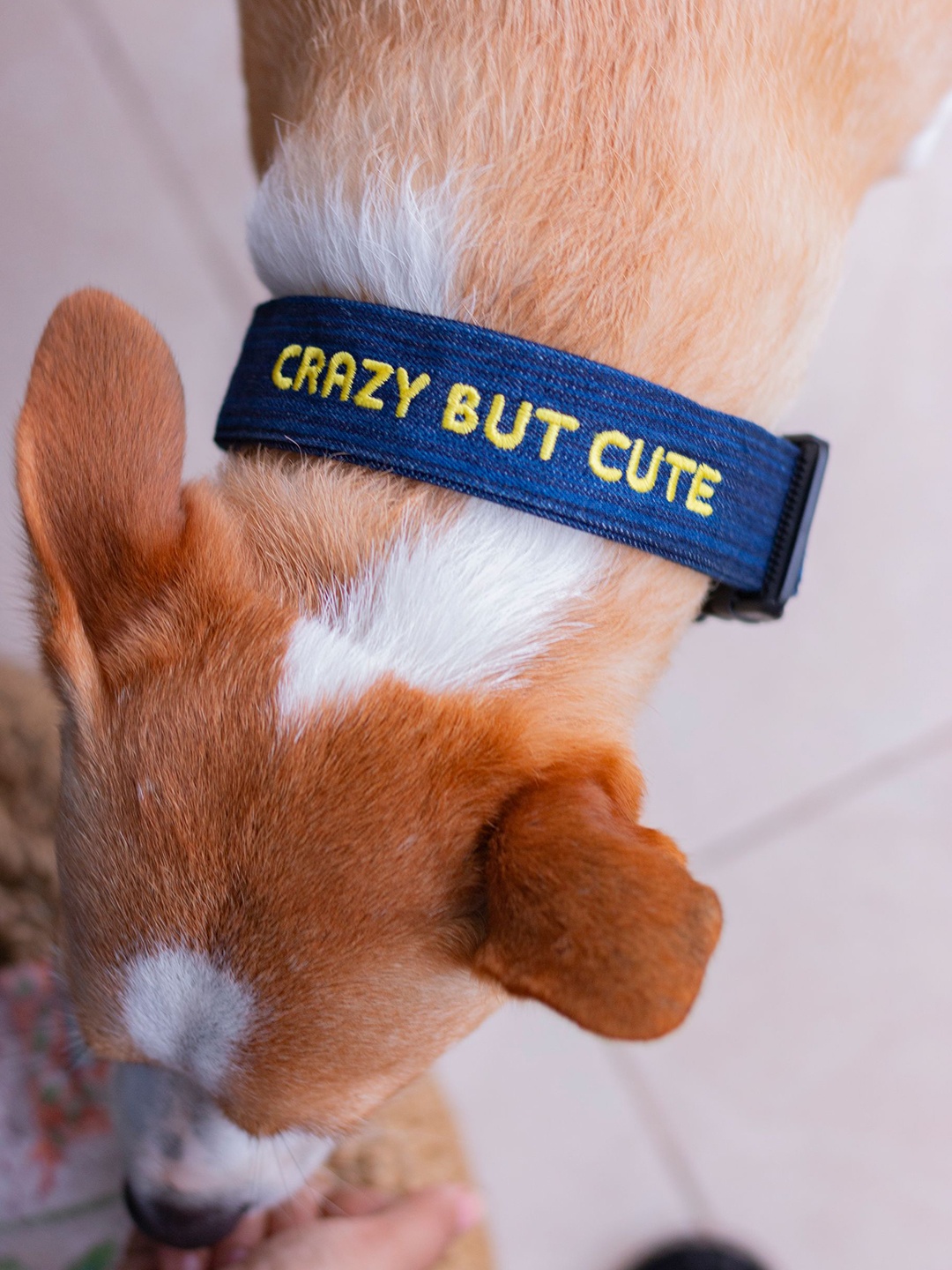 

LANA PAWS Blue & Yellow Self Design & Embroidered Dog Collar