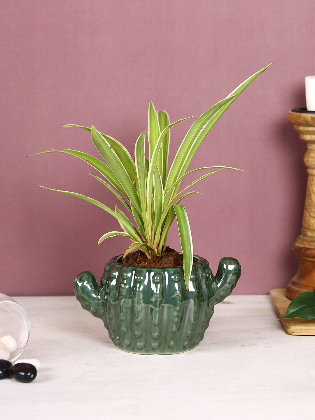 

Aapno Rajasthan Green Textured Ceremic Cactus Shaped Planter