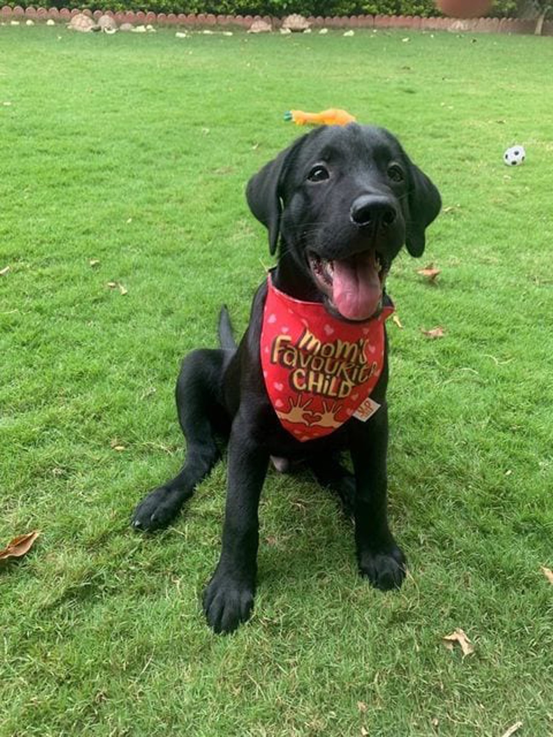 

LANA PAWS Red & Yellow Digitally Printed Dog Bandana