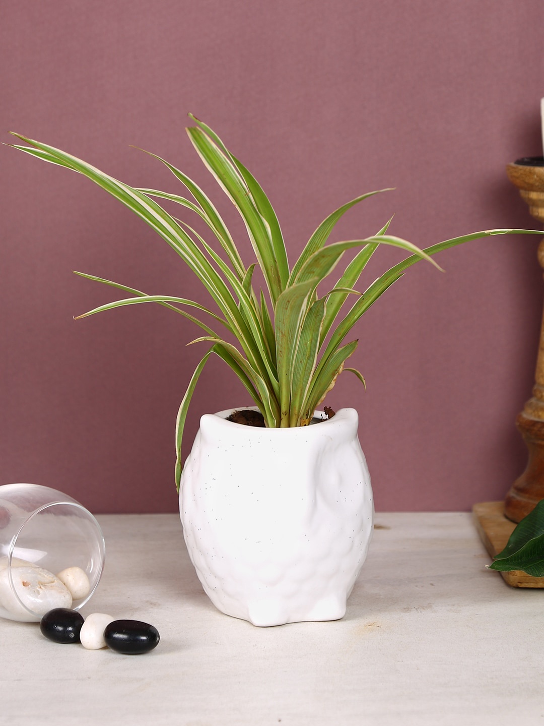 

Aapno Rajasthan White Solid Owl Shaped Ceramic Planter