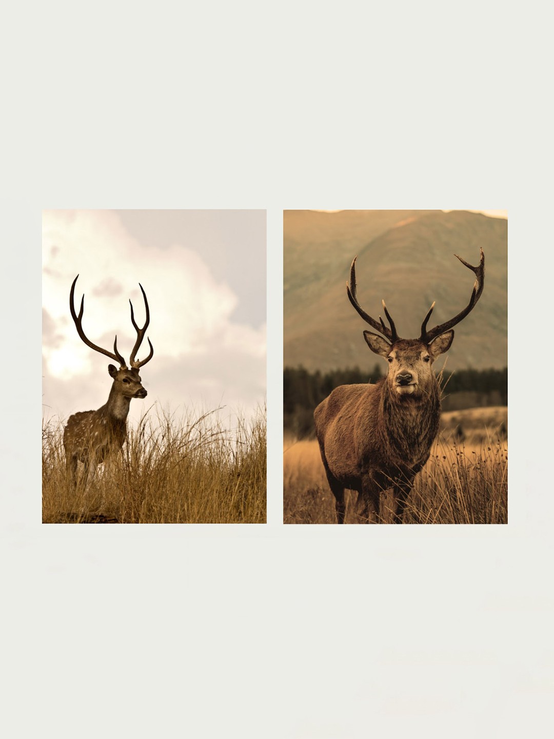 

Home Centre Set of 2 Brown Arsaa Wild Theme Wall Posters