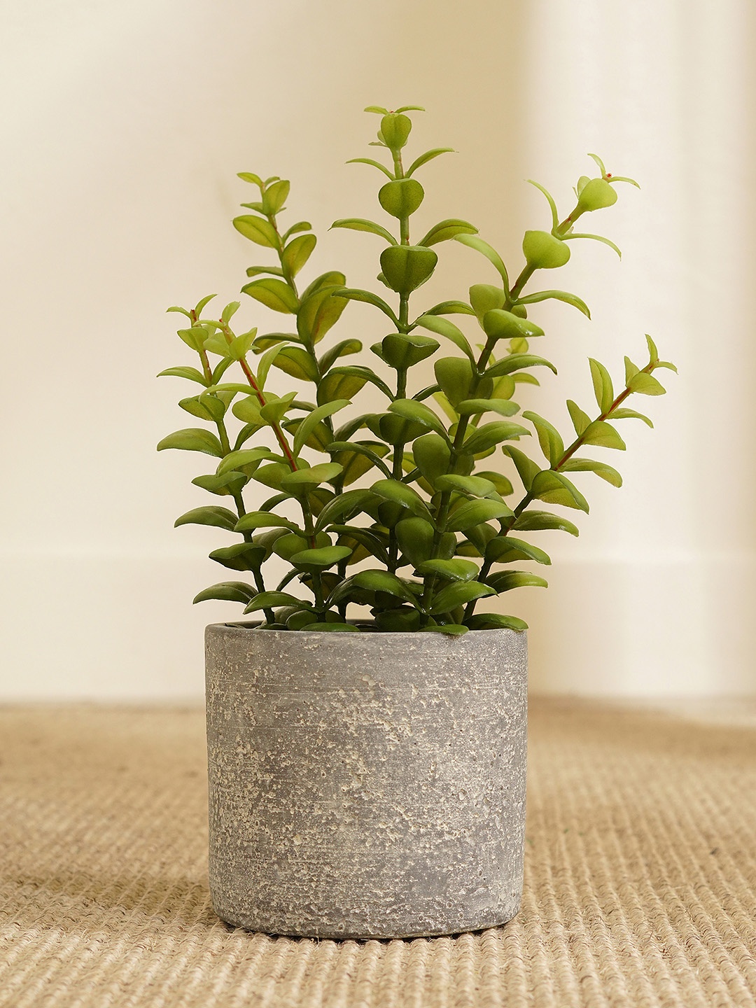 

Pure Home and Living Green Apple Leaves in Cement Pot