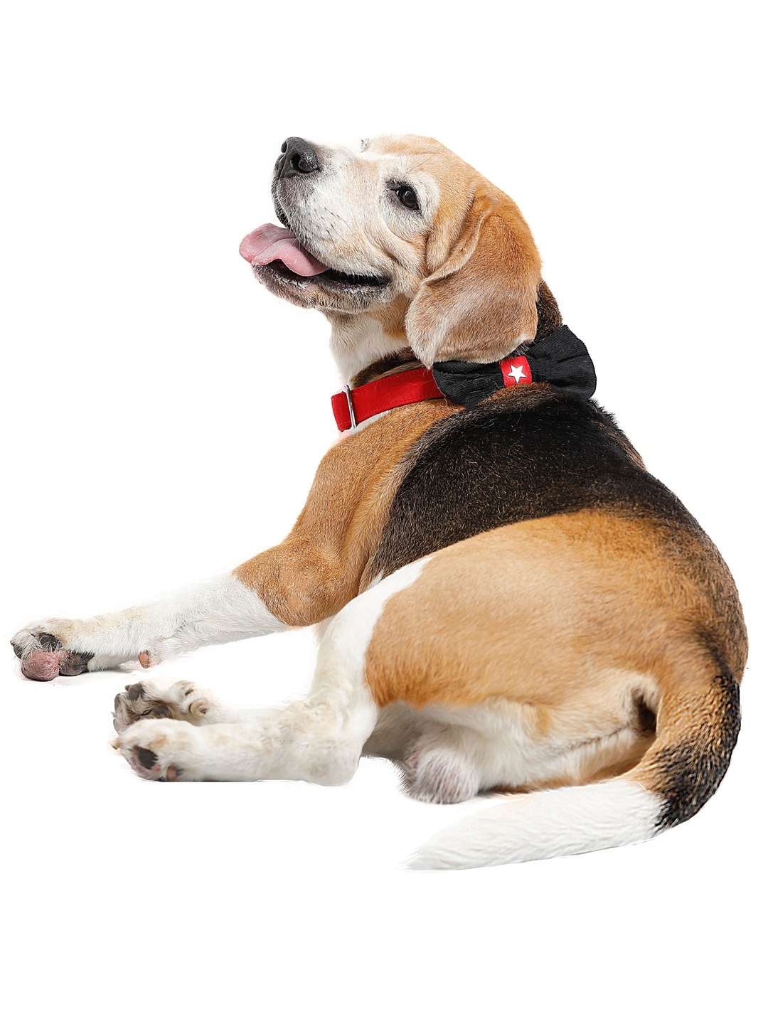 

D'chica Paws Red & Black Pet Collar For Dogs