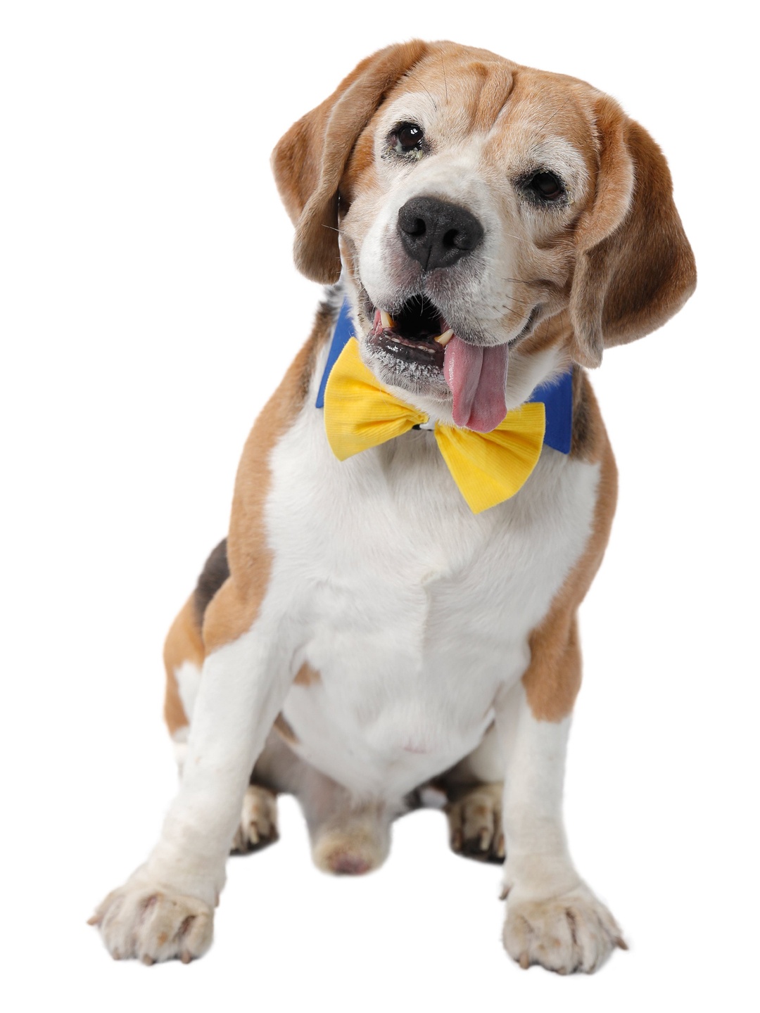 

D'chica Paws Dog Blue & Yellow Bow Tie