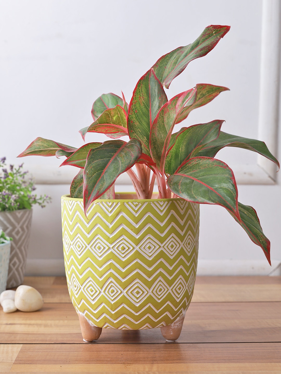 

TAYHAA Unisex Green Zig Zag Design Textured Planter