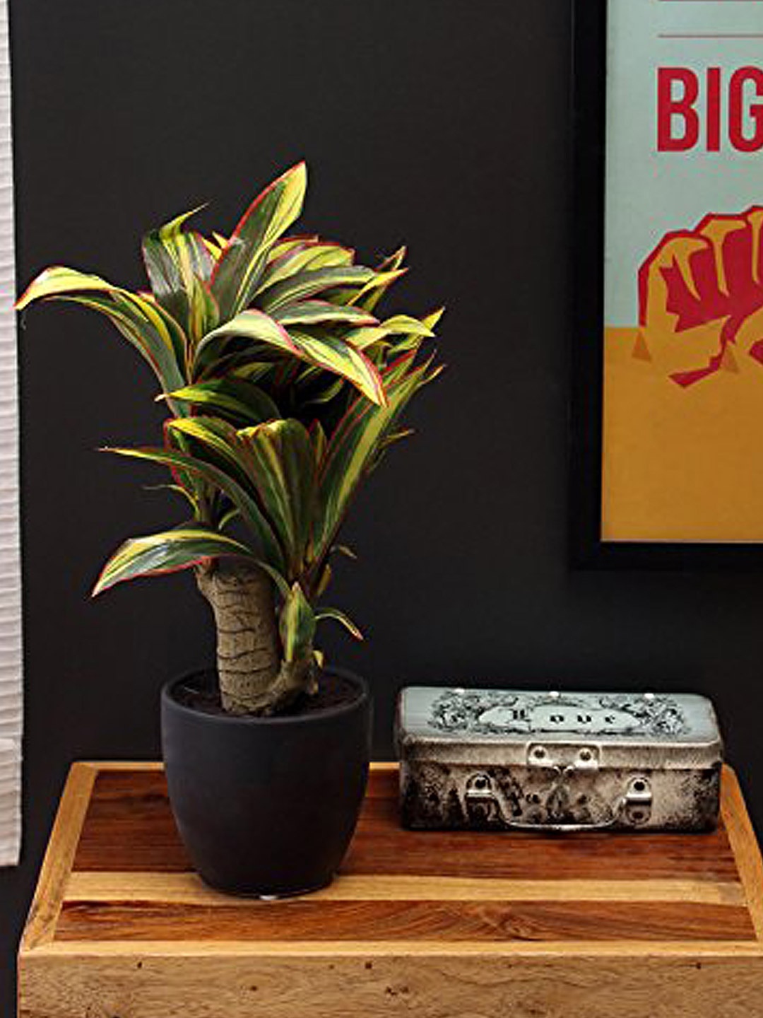 

Fourwalls Green & Black Artificial Dracaena Bonsai with Ceramic Pot