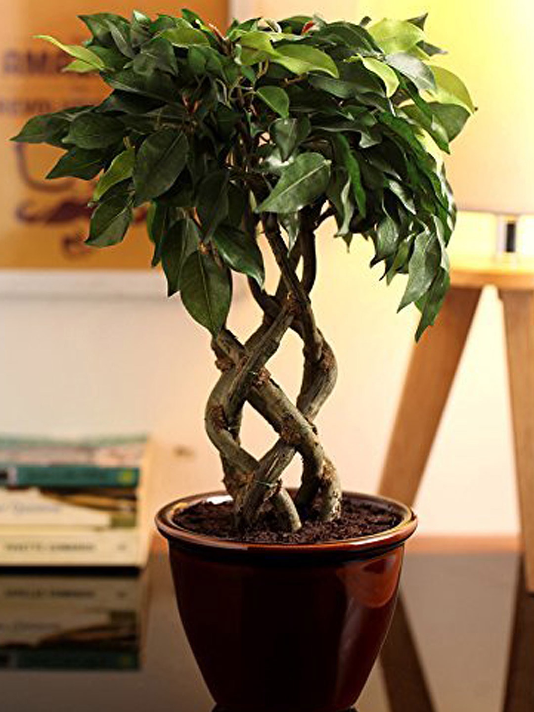 

Fourwalls Green Artificial Ficus Bonsai Plant