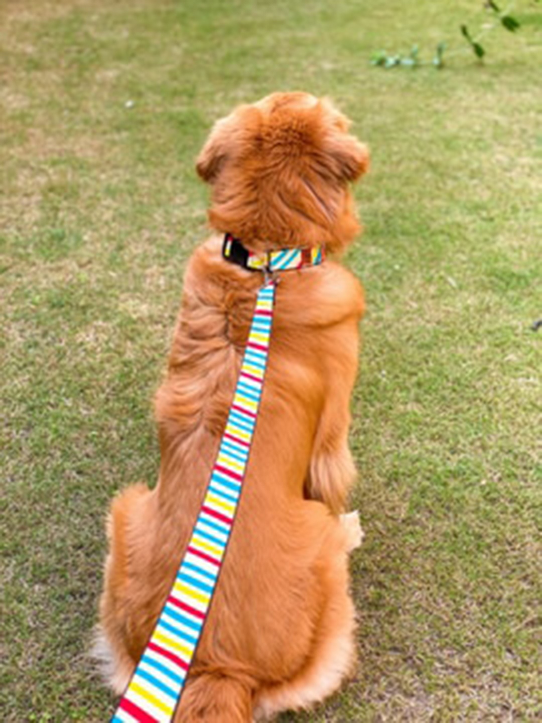 

LANA PAWS Blue & Yellow Striped Dog Leash