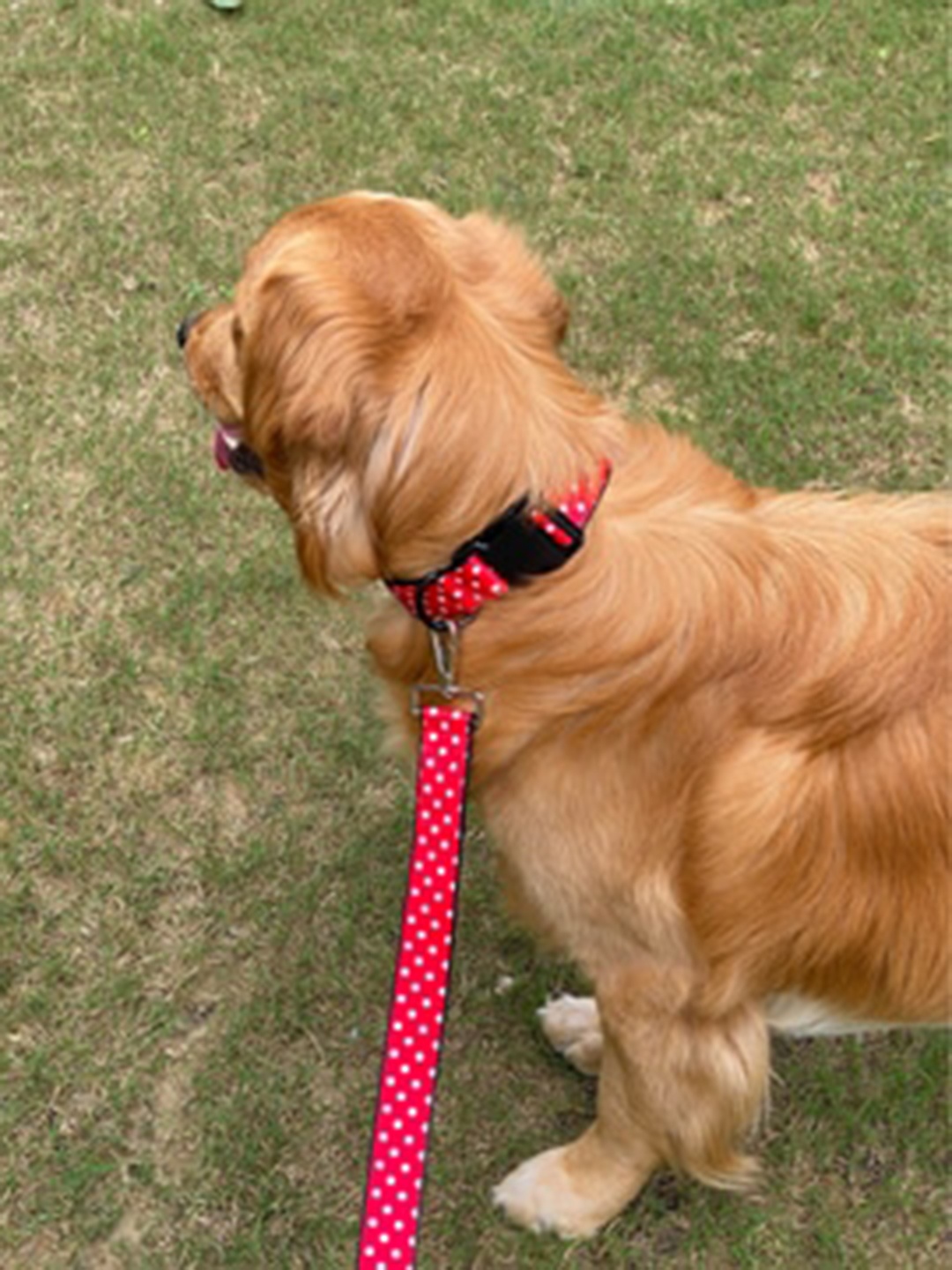 

LANA PAWS Red & White Printed Dog Leash
