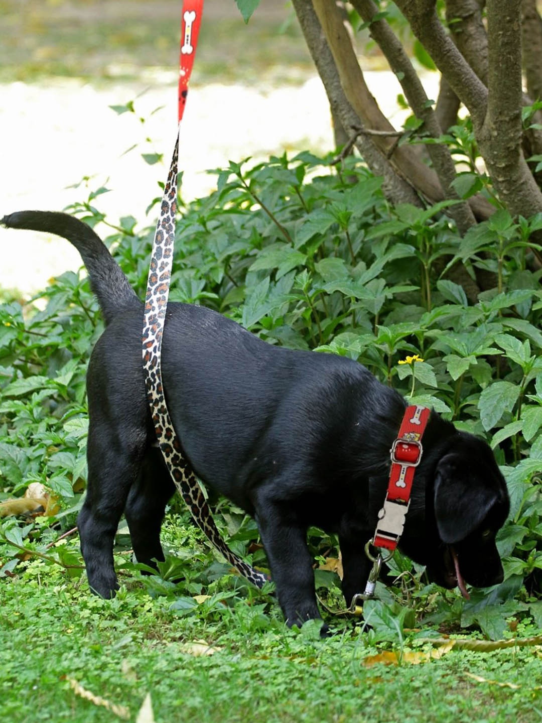 

WIGGLE TWIDDLE Red Graphic Printed Pet Leash