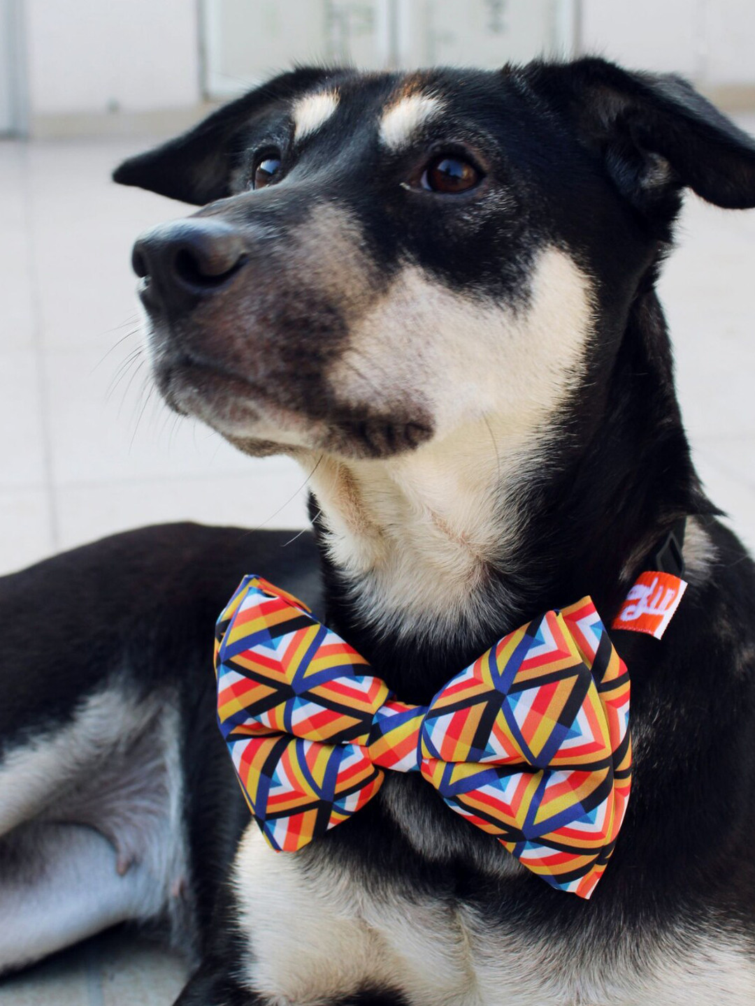 

LANA PAWS Yellow & Blue Printed Adjustable Dog Bow Tie