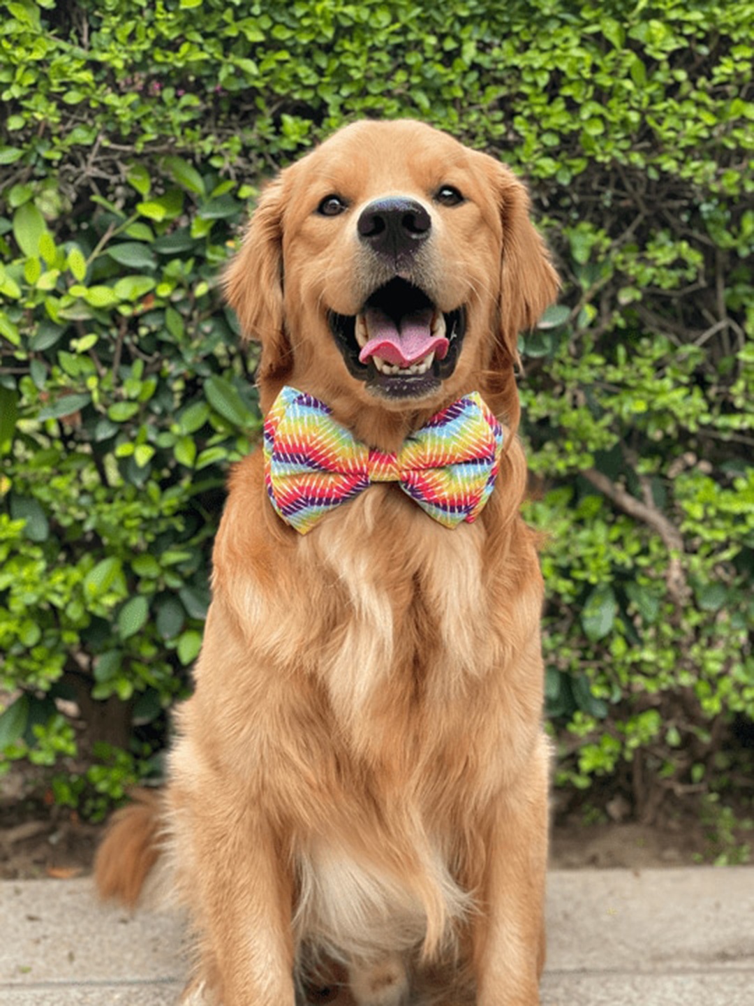 

LANA PAWS Multicolour Self Design Dog Bow Tie, Pink