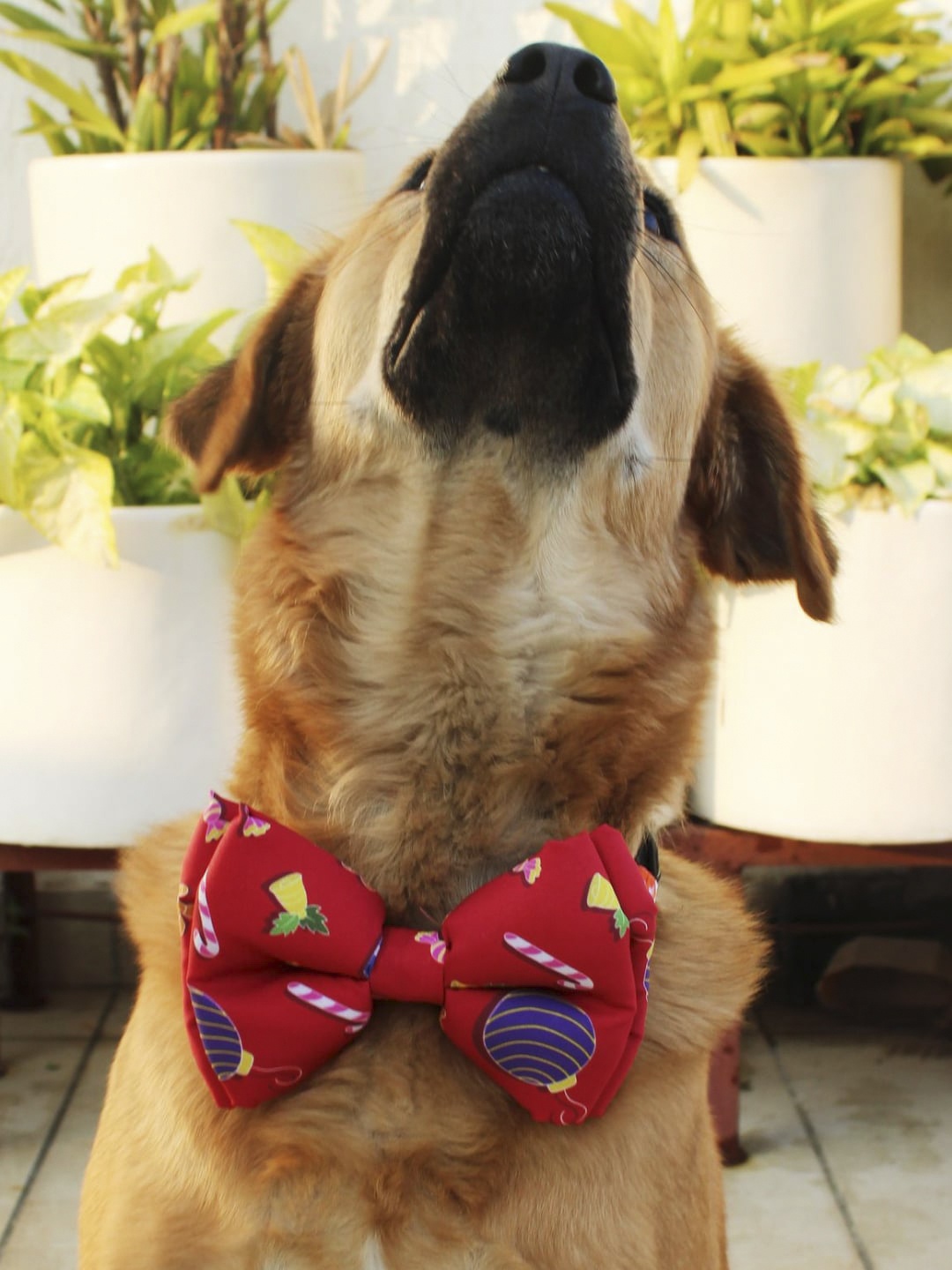 

LANA PAWS Dog Red & Yellow Printed Bow Tie