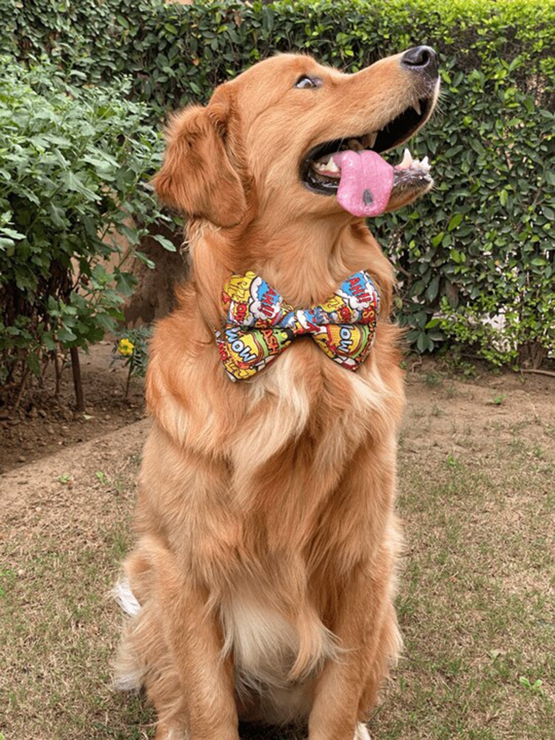 

LANA PAWS Dog Multicolored Printed Bow Tie, Multi