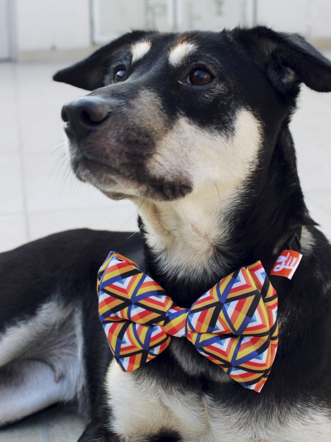 

LANA PAWS Yellow & Blue Printed Adjustable Dog Bow Tie