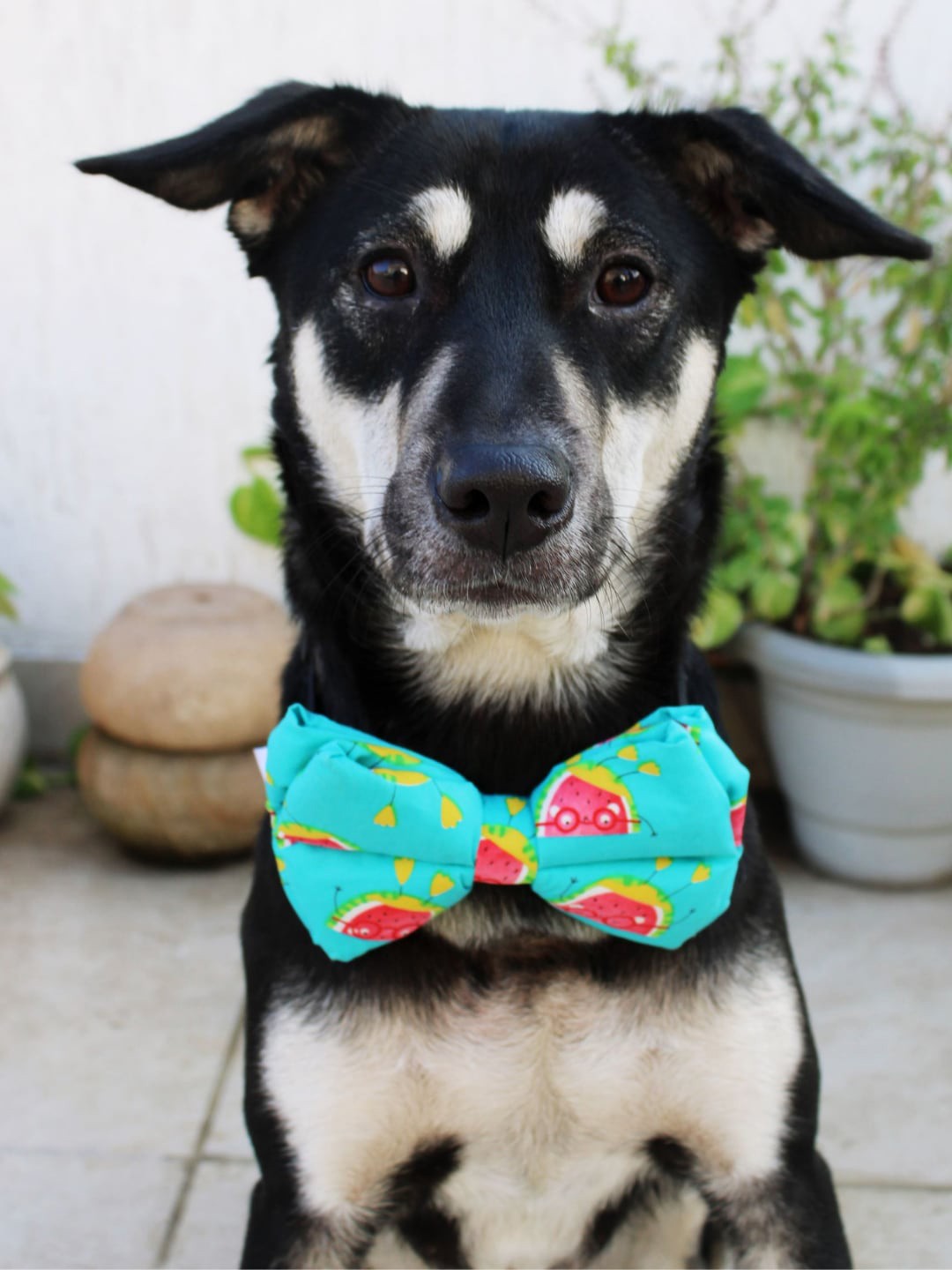 

LANA PAWS Blue Printed Cotton Adjustable Dog Bow Tie