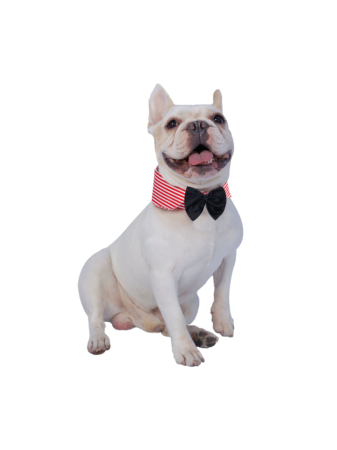 

Dchica Paws Dogs & Cats Red & Black Striped Retro Dude Bow Collar Tie
