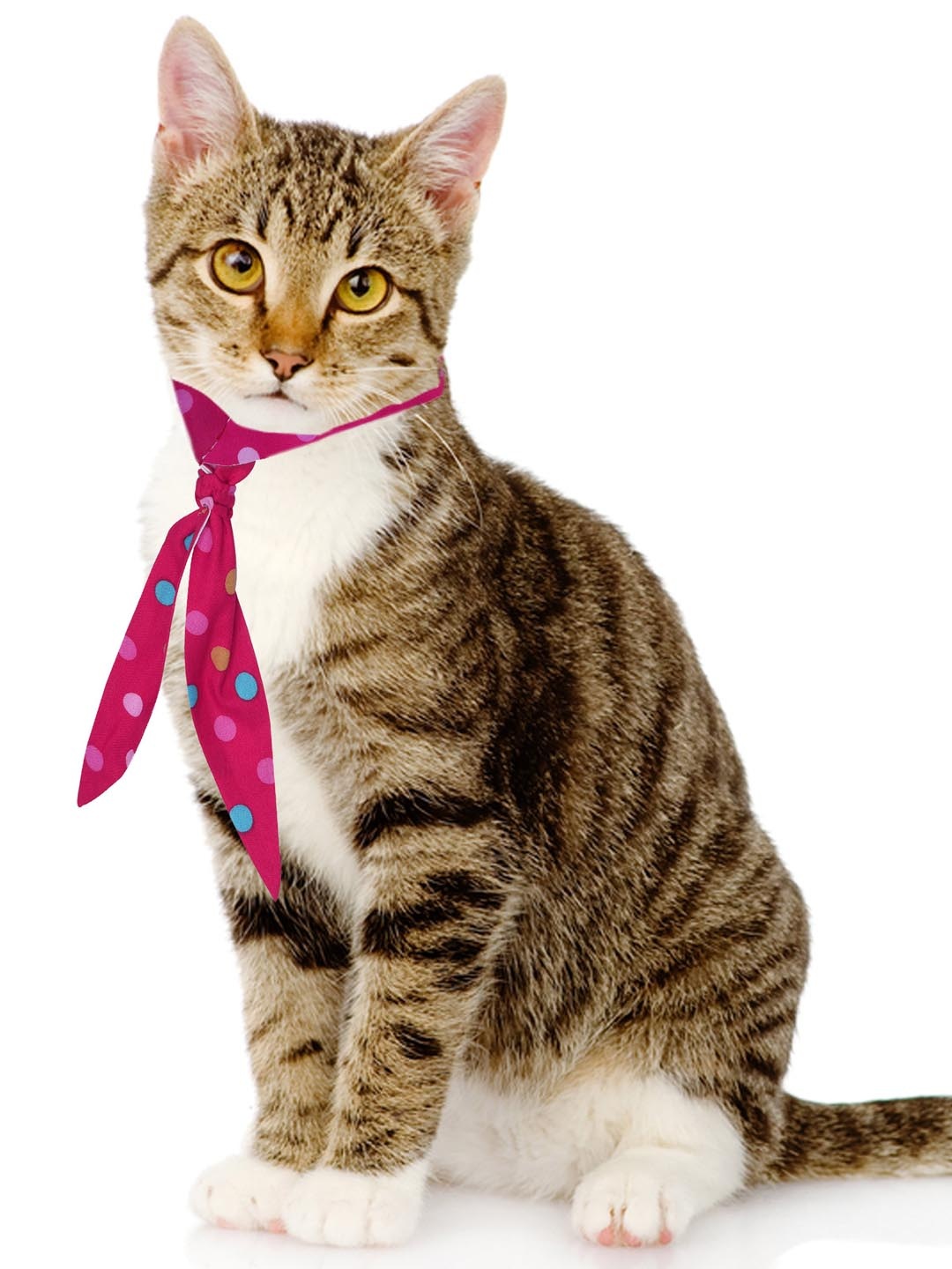 

Dchica Paws Fuchsia Pink & Blue Polka Dot Printed Cotton Dog & Cat Collar Tie