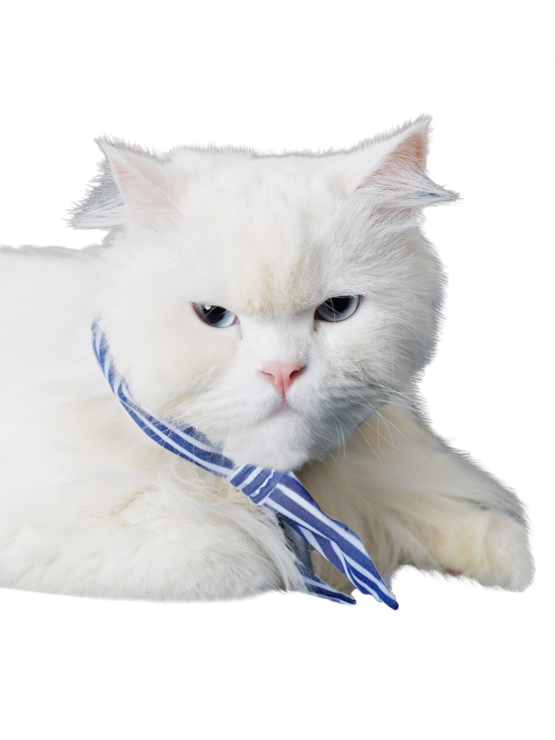 

Dchica Paws Dogs & Cats Blue & White Printed Cotton Dog Collar Tie