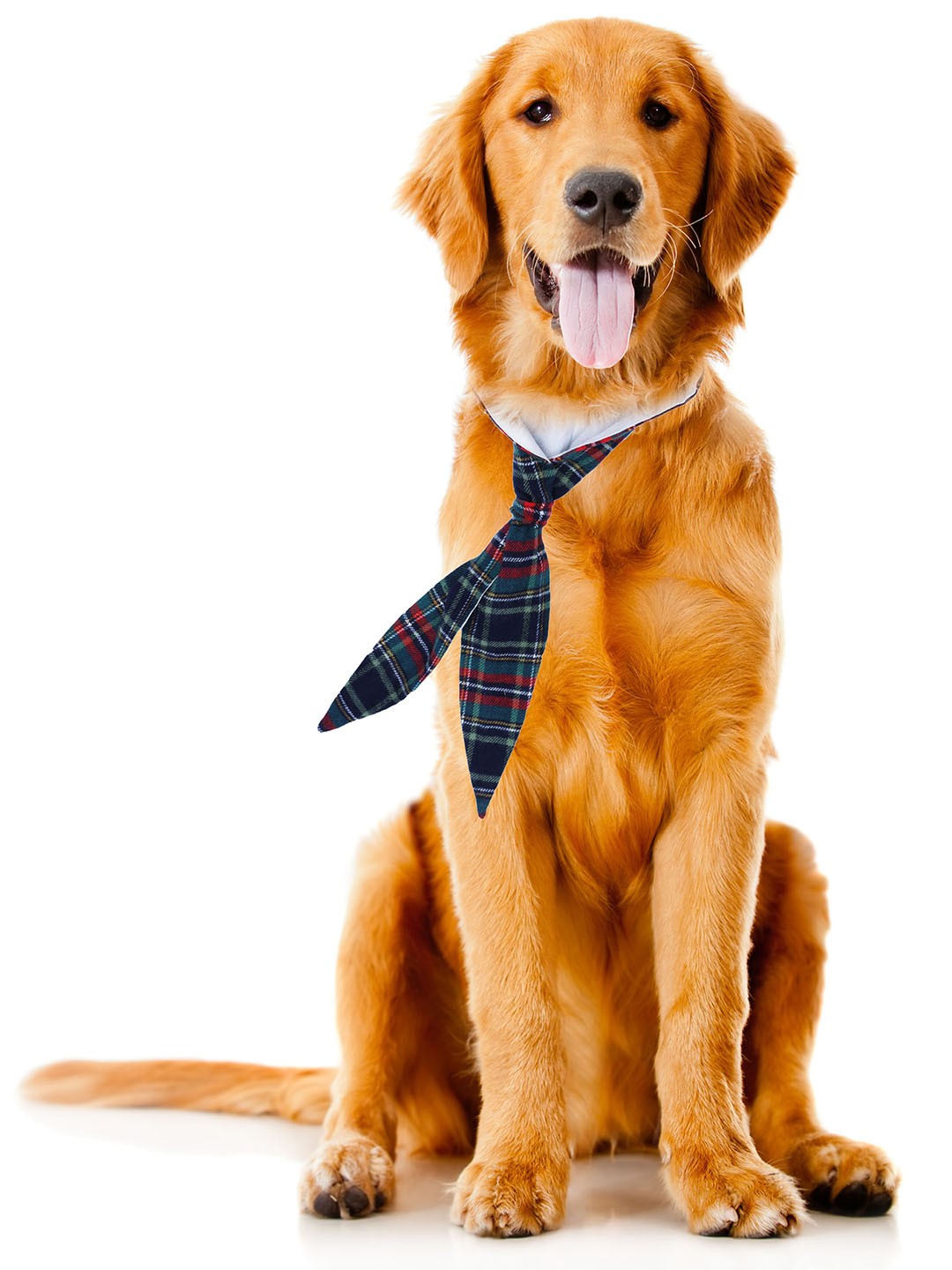

Dchica Paws Blue & Green Printed Bow Tie