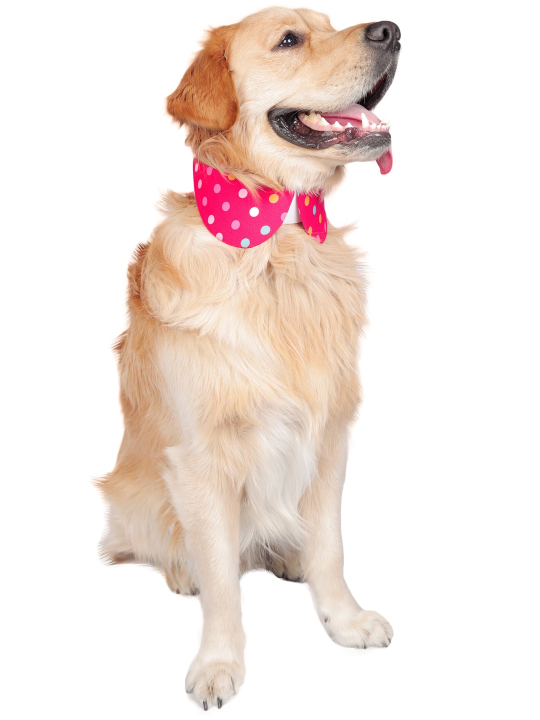 

Dchica Paws Fuchsia Pink & Blue Polka Dot Printed Cotton Dog & Cat Collar Tie