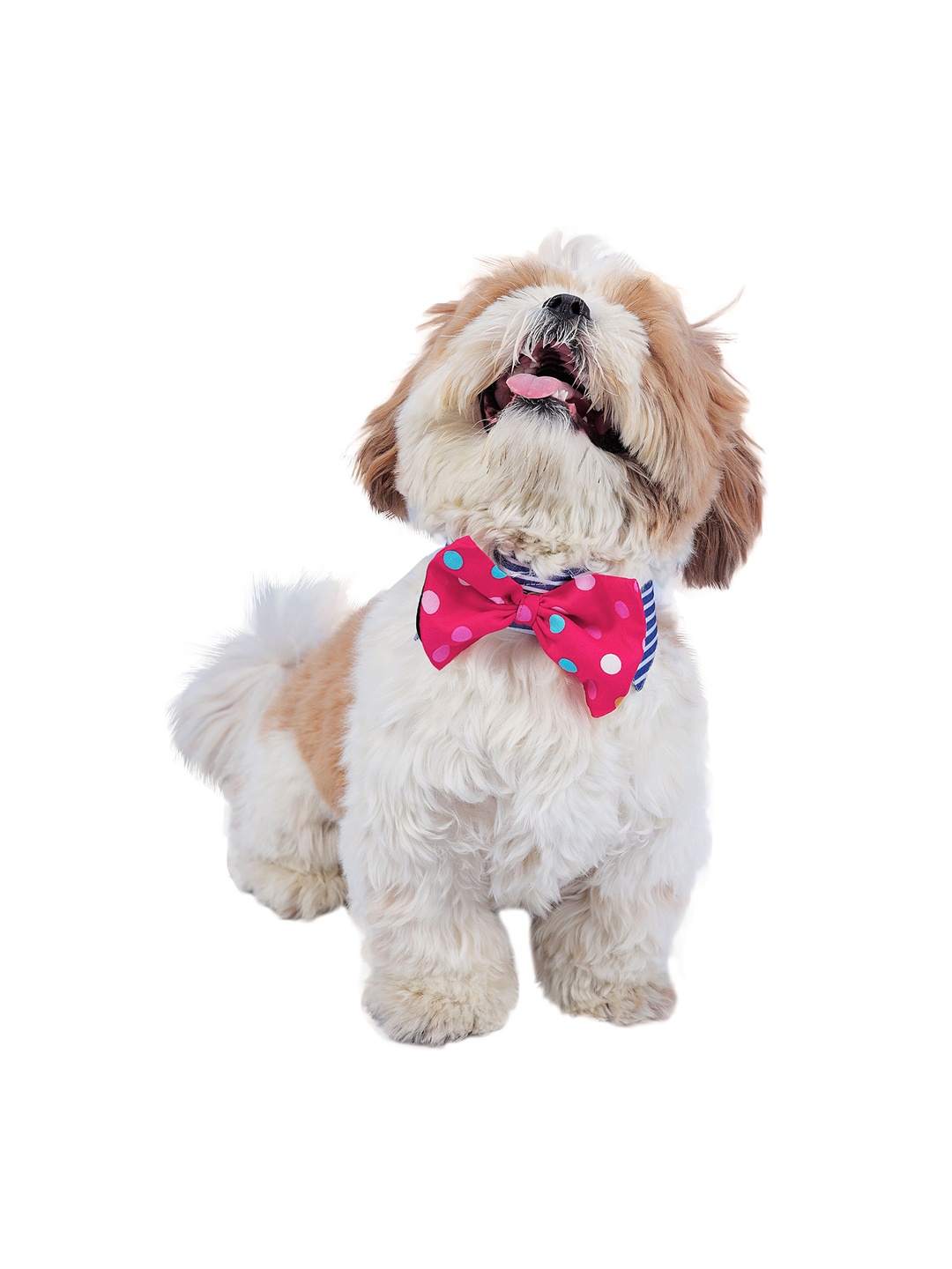 

Dchica Paws Blue & Red Striped Cotton Dog Bow Tie