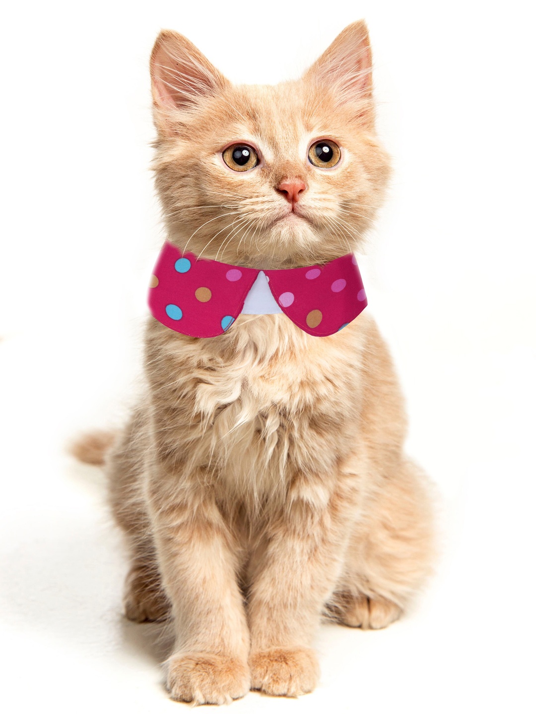 

Dchica Paws Fuchsia Pink Polka Dot Pet Collars