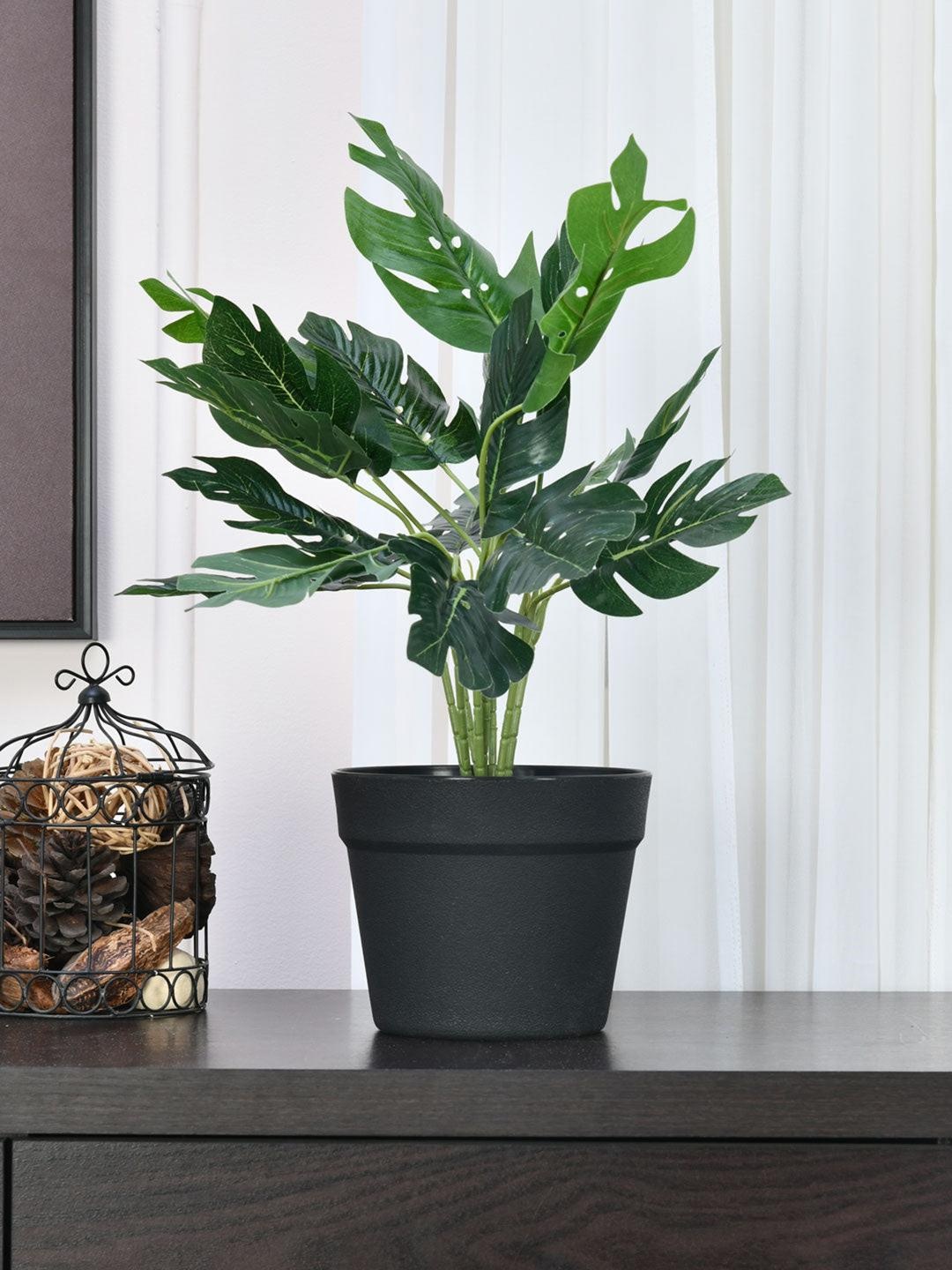 

Athome by Nilkamal Green & Black Artificial Monstera Plant With Black Pot