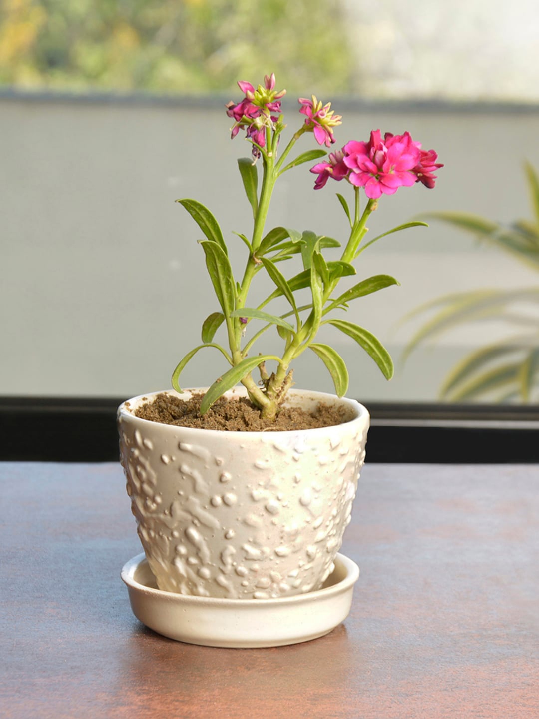 

StyleMyWay Off White Ceramic Planter Pot With Tray
