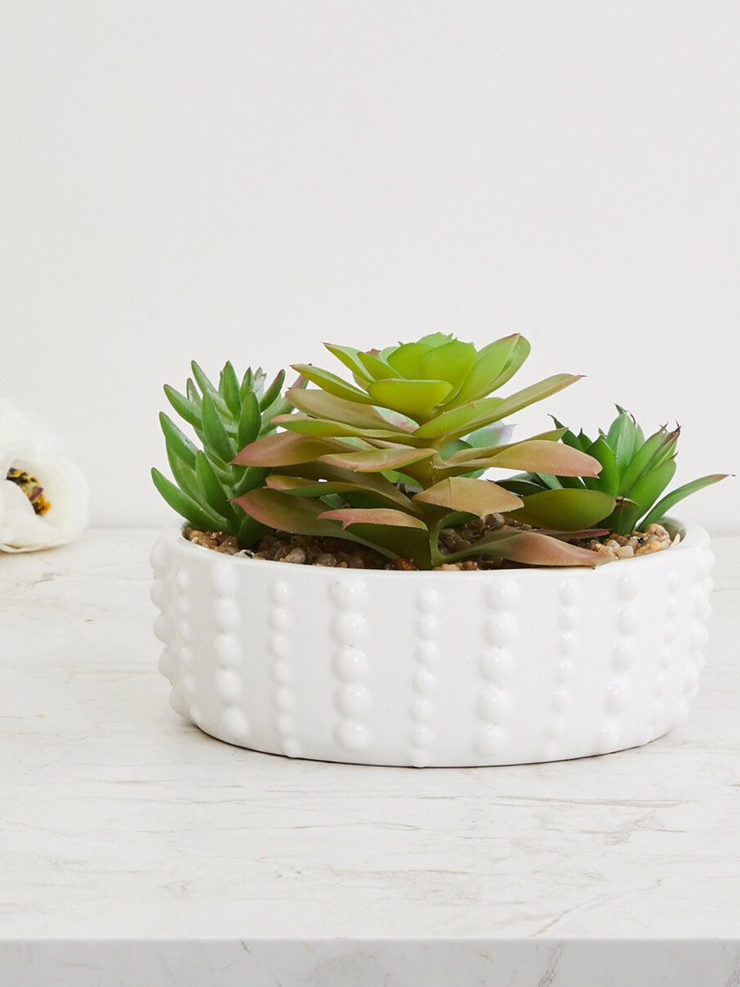 

Home Centre Green & White Bonsai Plant With Pot