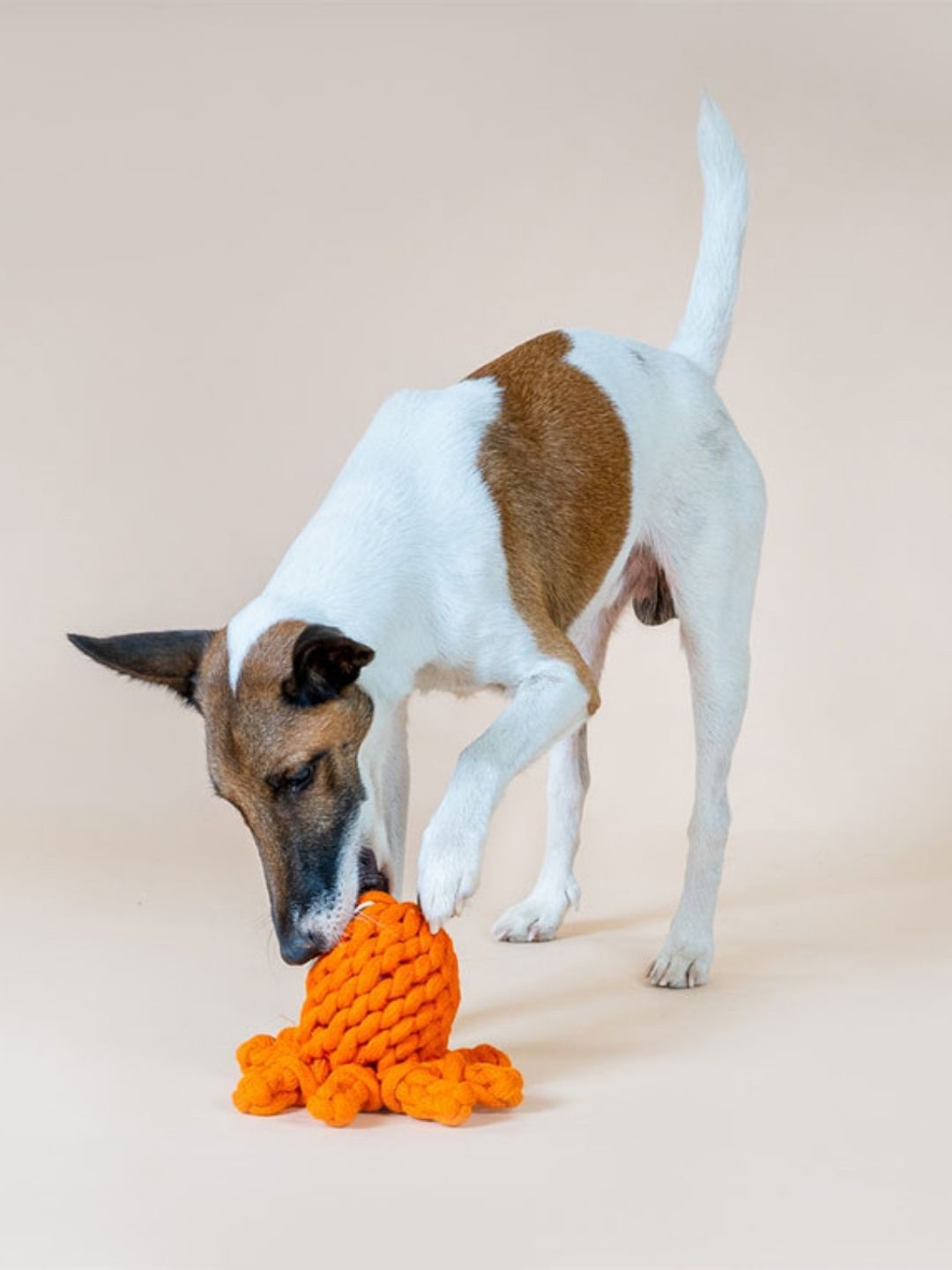 

thepawpstarco Orange The Octopaws Rope Toy