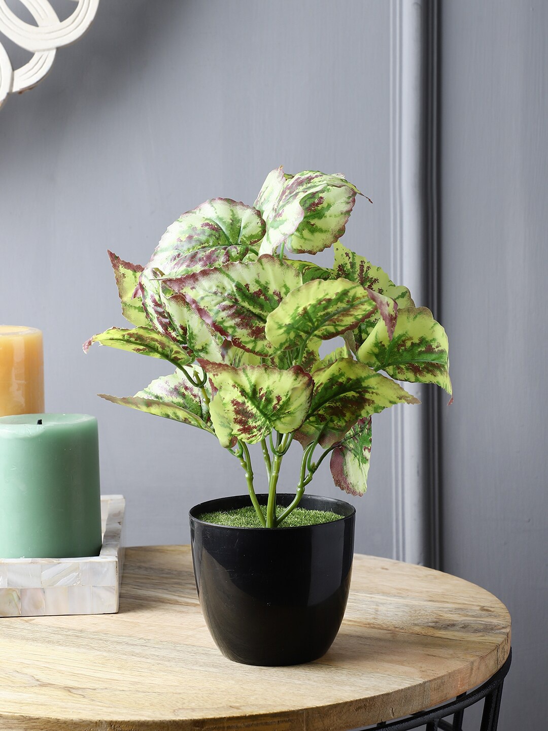 

FOLIYAJ Green Coleus Plant with Pot