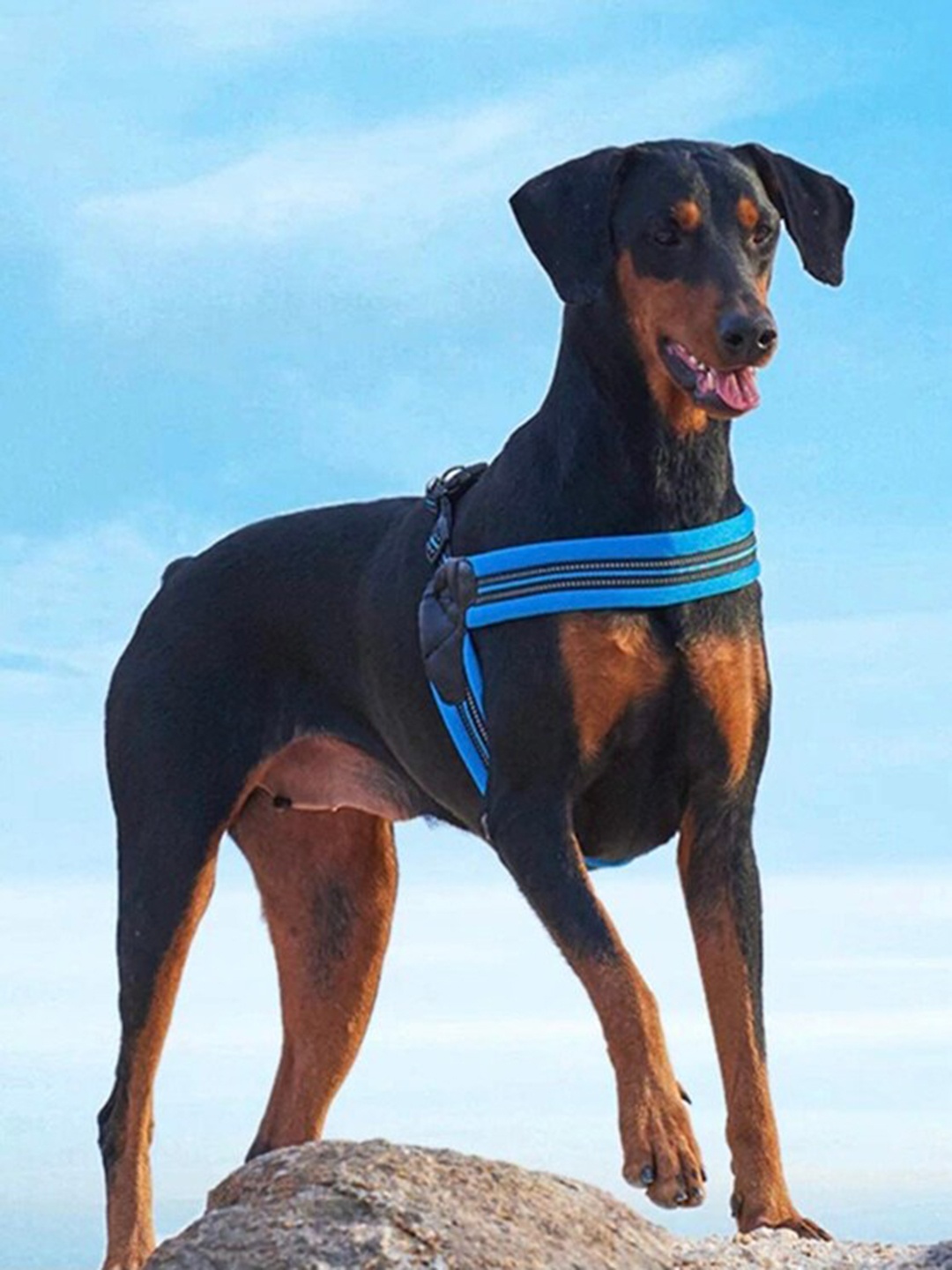 

PAWCHIE Blue & Black Self-Design Dog Harness