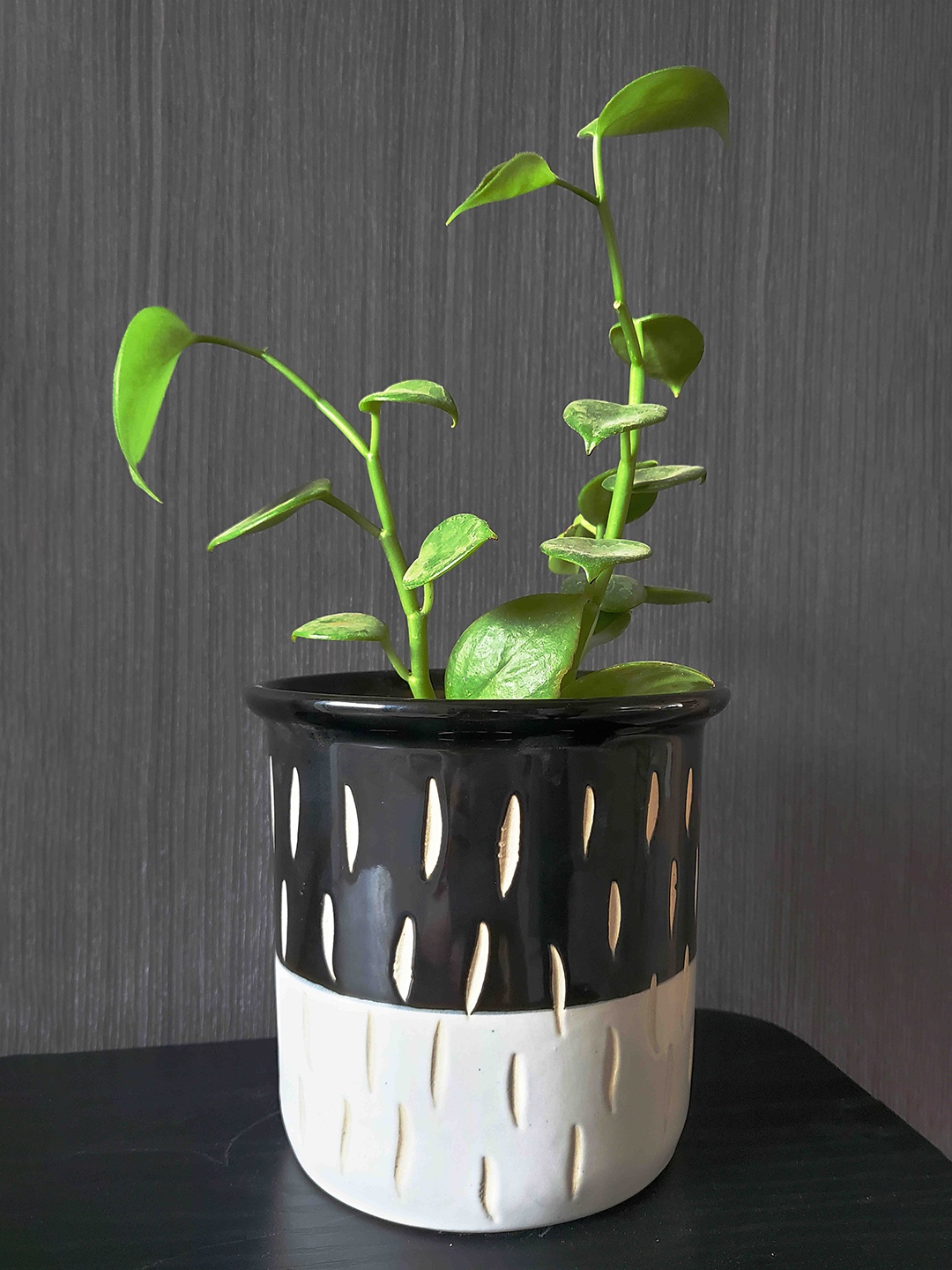 

Folkstorys Black & White Onyx Textured Ceramic Planters
