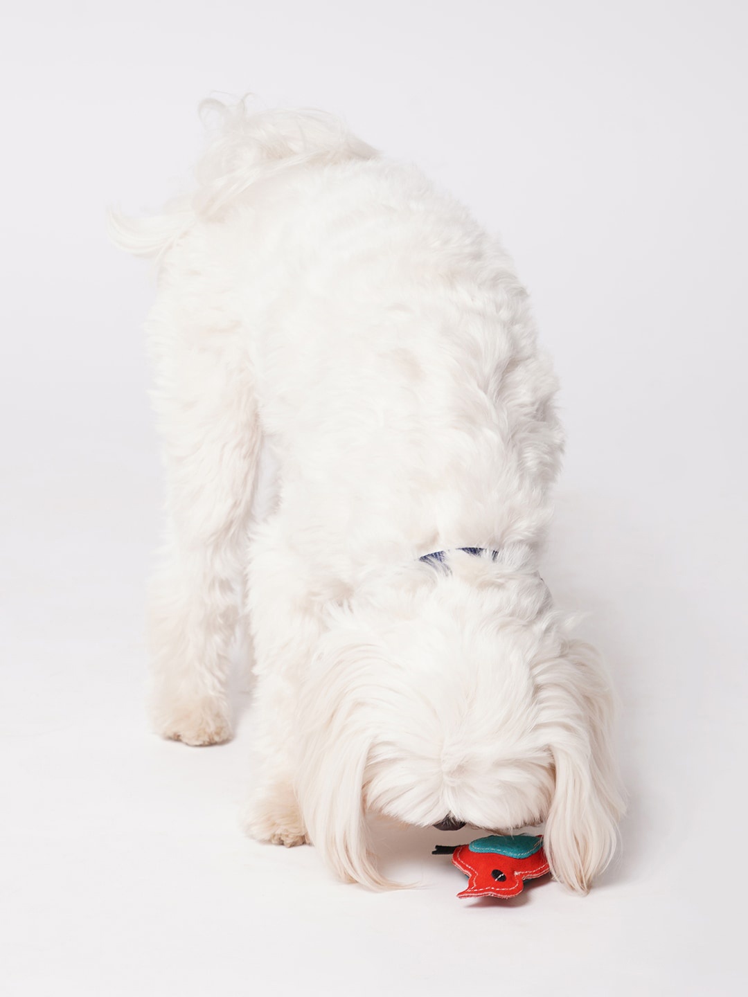 

thepawpstarco Red The Sparrow Jute Toy