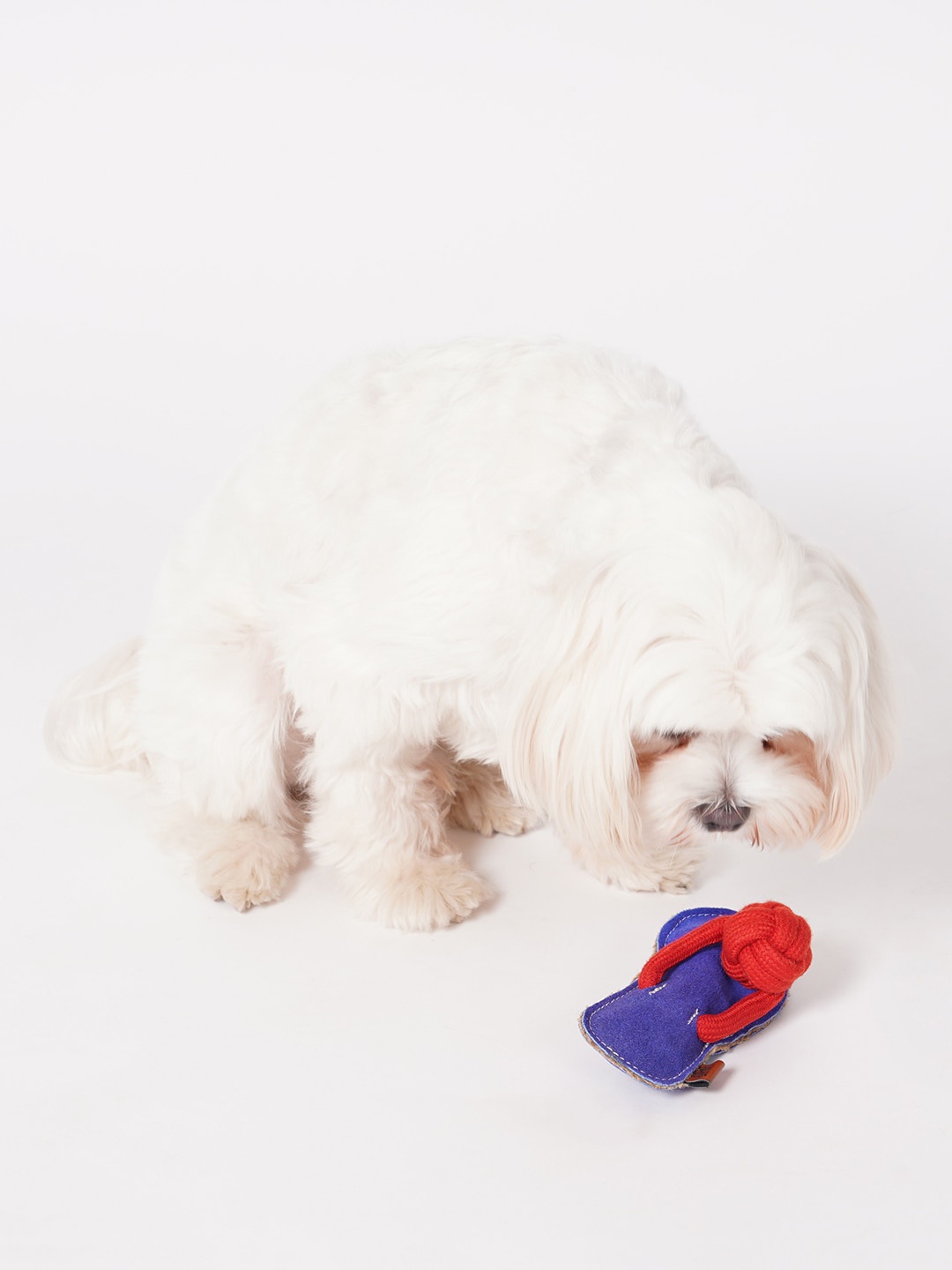 

thepawpstarco Blue Slipper Chew Pet Toys