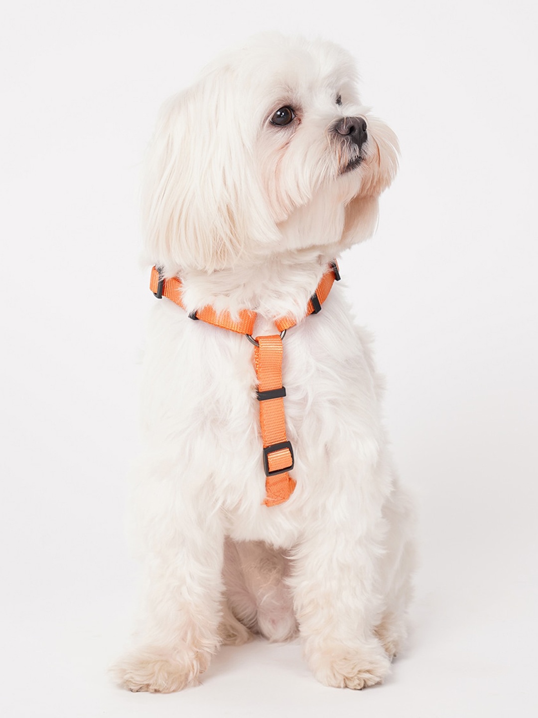 

thepawpstarco Orange Self-Design Adjustable Dog Leash