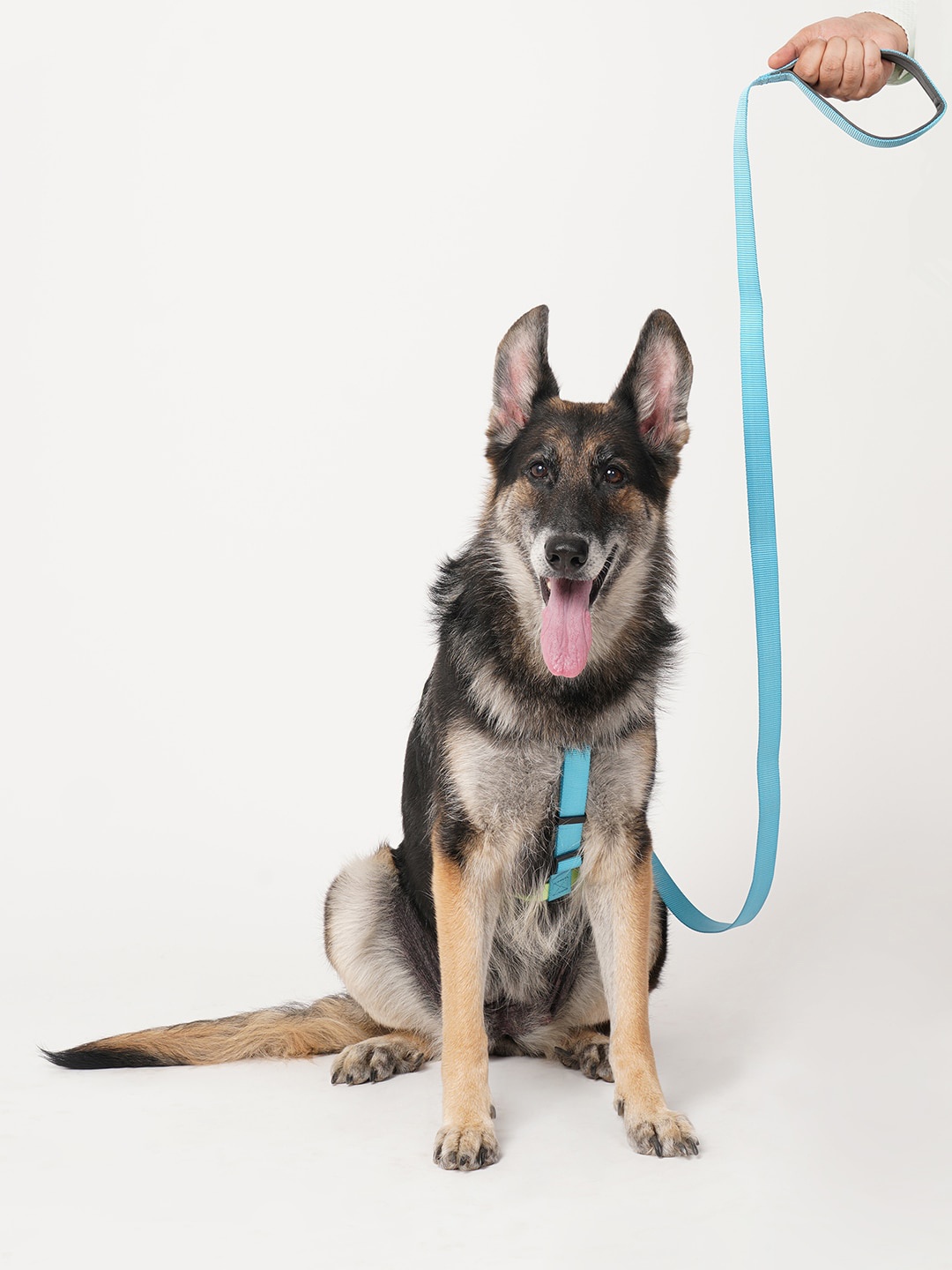 

thepawpstarco Blue Pet Leashes