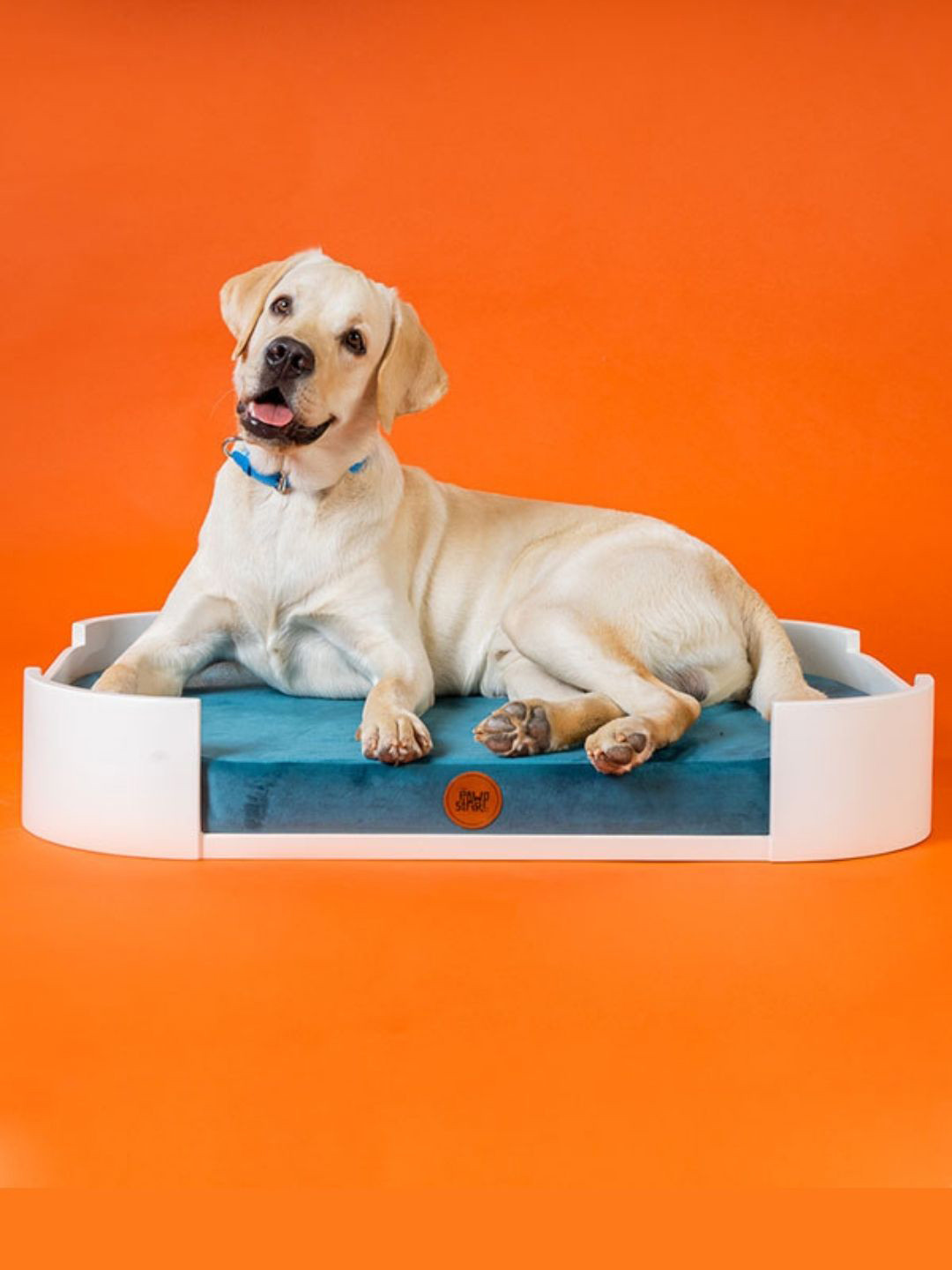 

thepawpstarco Blue & White Solid Ped Bed