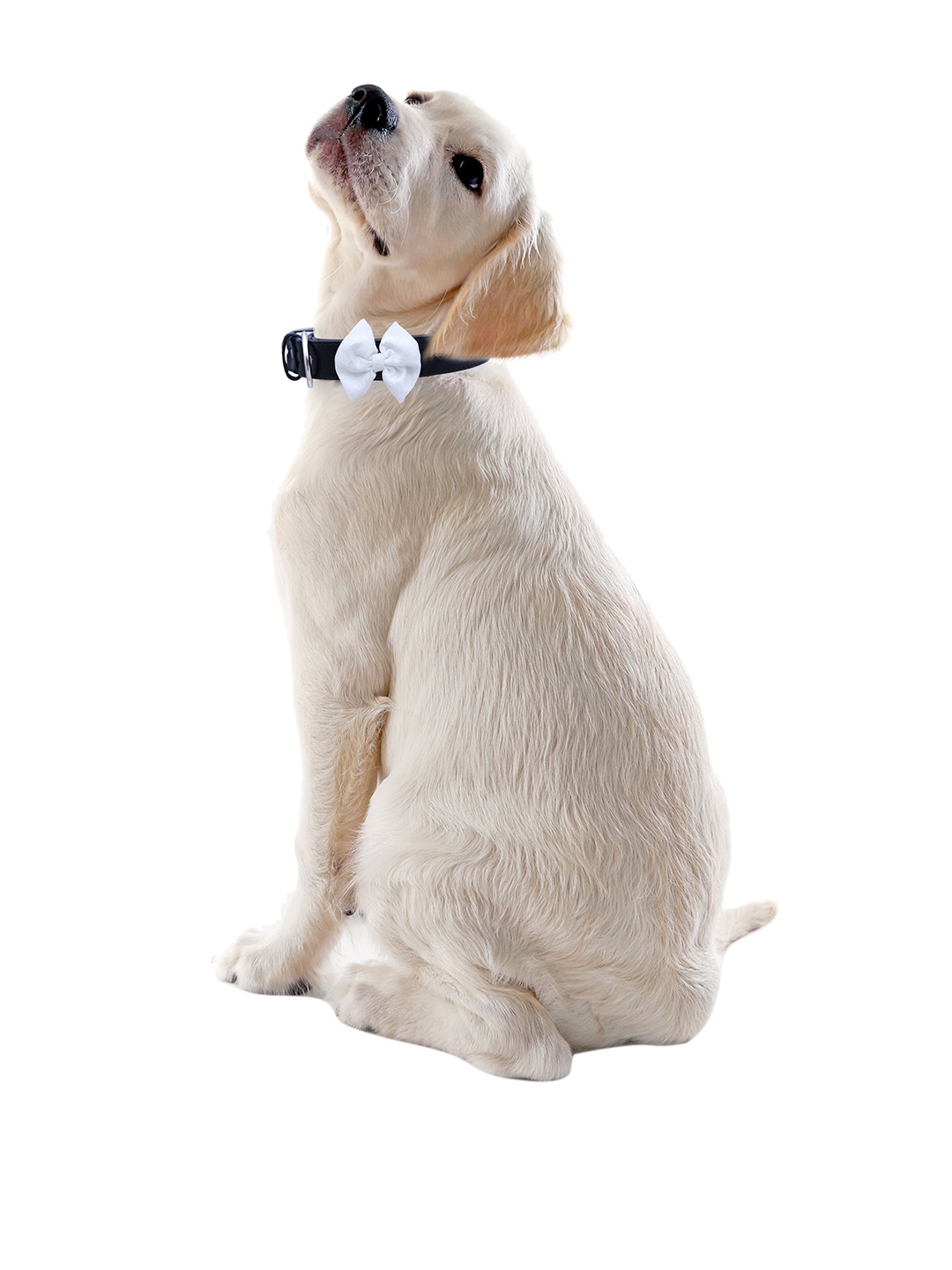 

Dchica Paws Black & White Solid Bow Pet Collars
