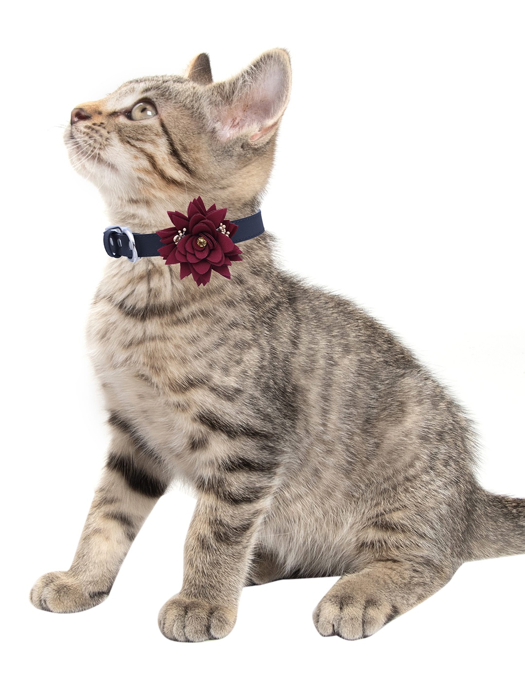 

Dchica Paws Black Solid Bow Collar For Cats