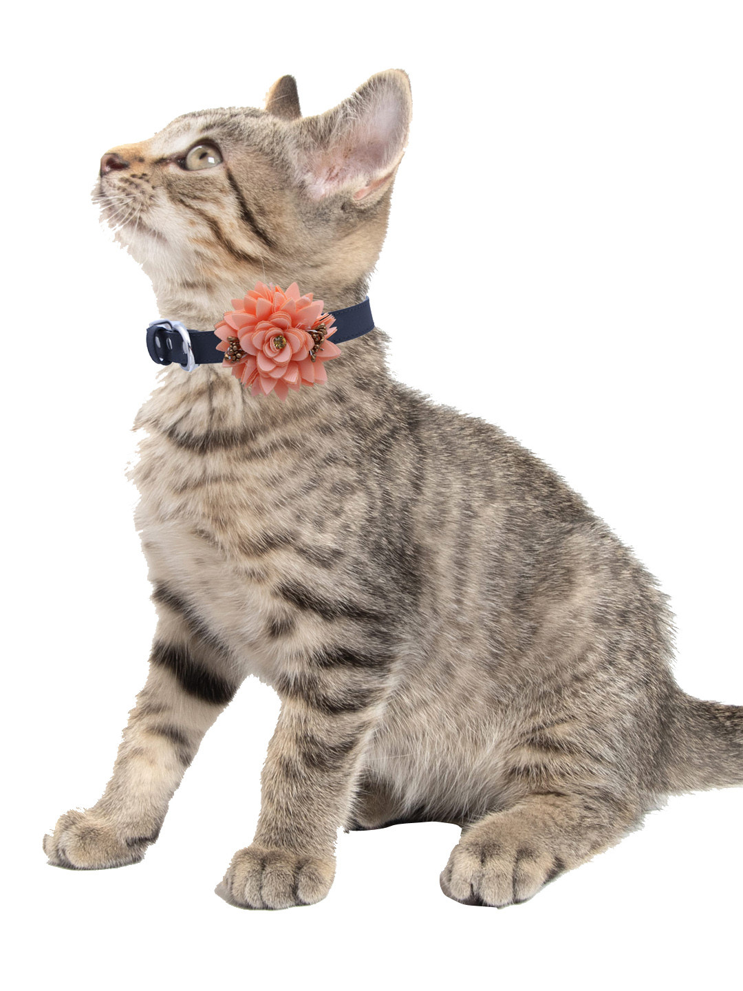 

Dchica Paws Black & Peach Flower Bow Pet Collars