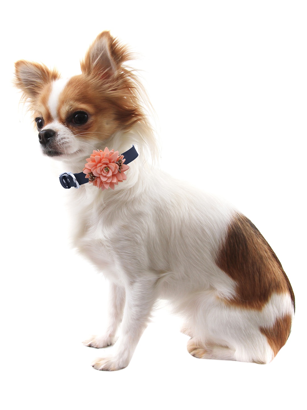 

Dchica Paws Black & Peach Floral Bow Collar